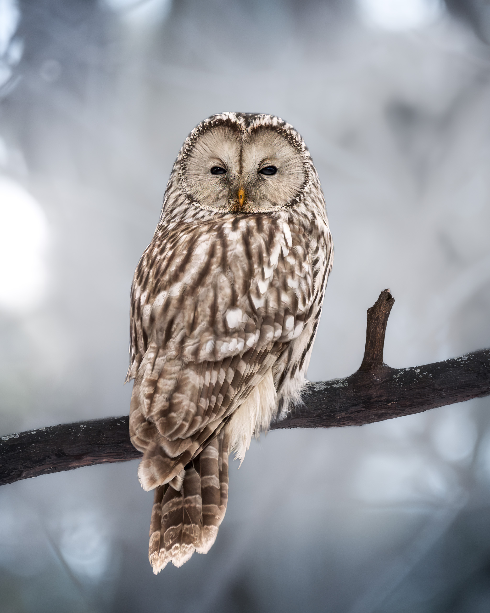птицы, лес, фотоохота, природа, Подмосковье, birdwatching, birds, owl, ural owl, сова, неясыть, длиннохвостая неясыть, Михаил Ездаков