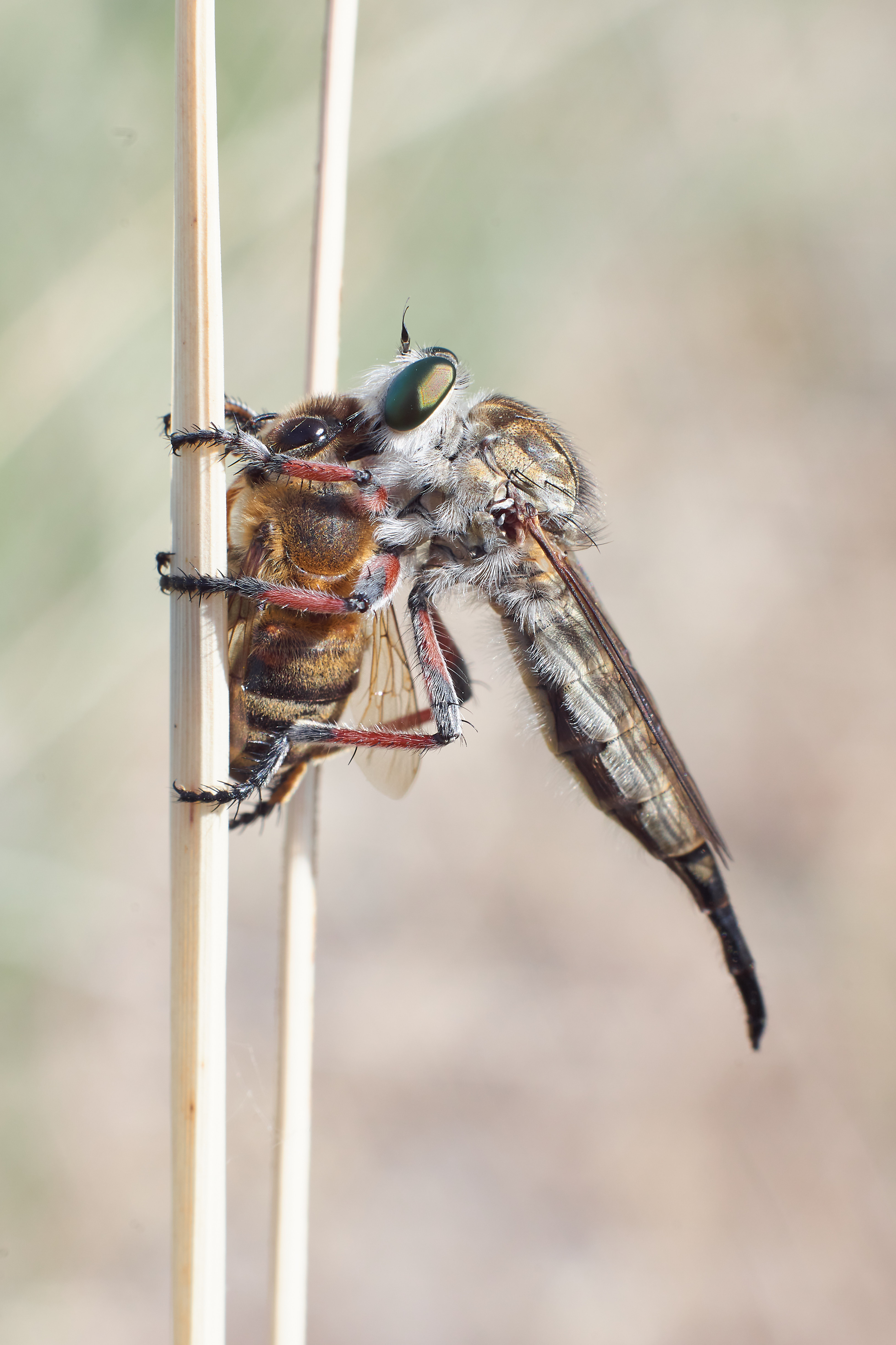 , Павел Сторчилов