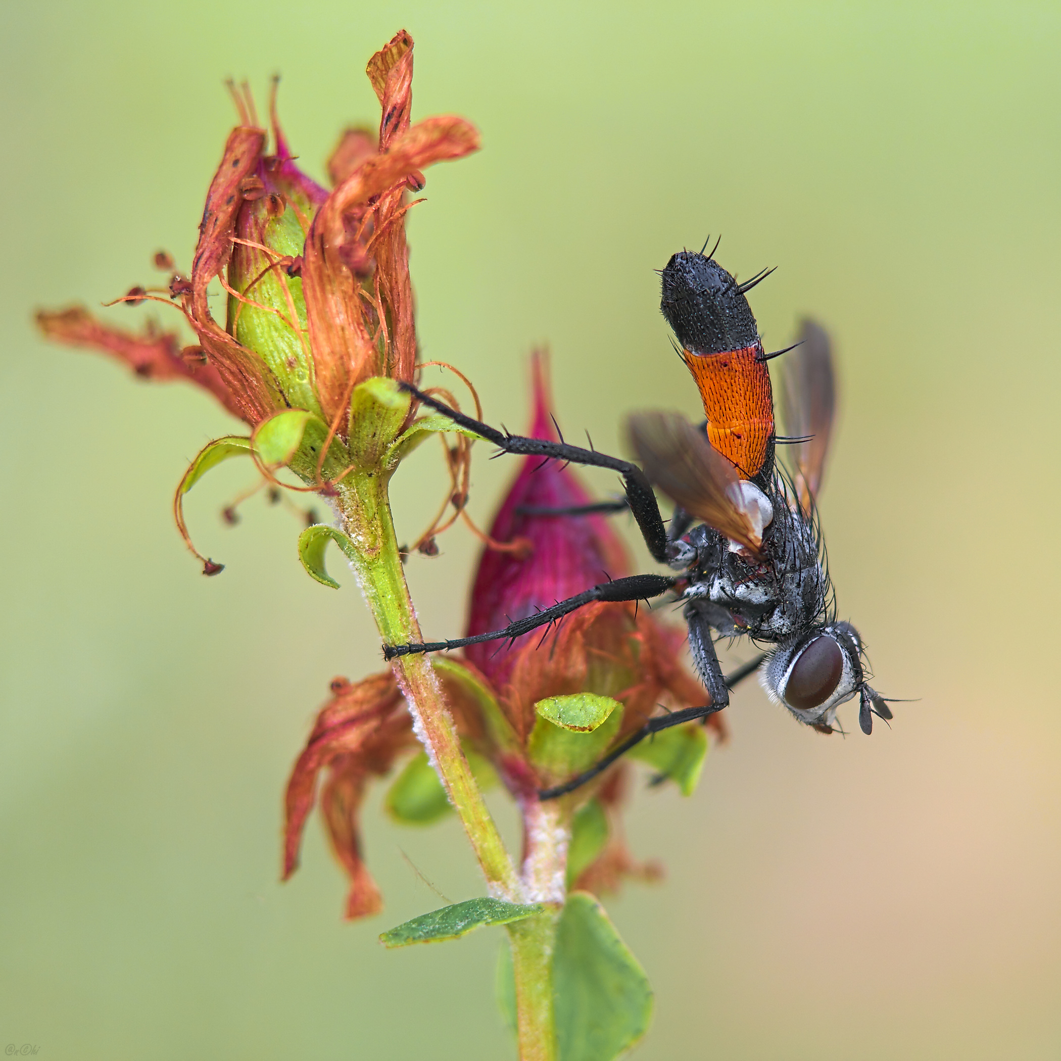 ежемуха, Чи. Анатолий