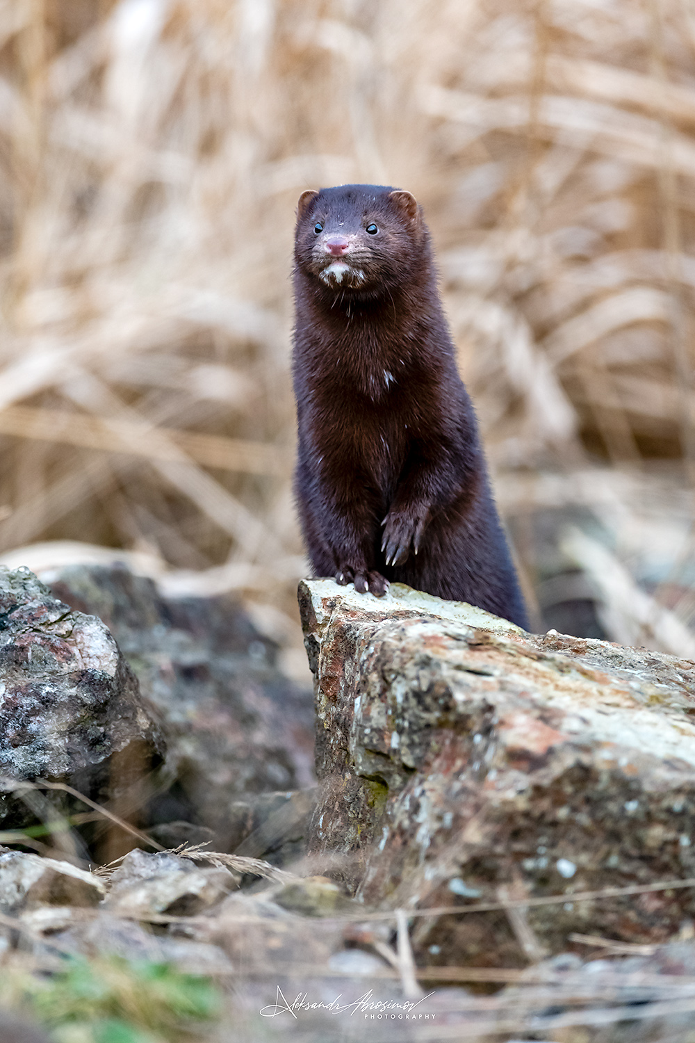 , Абросимов Александр