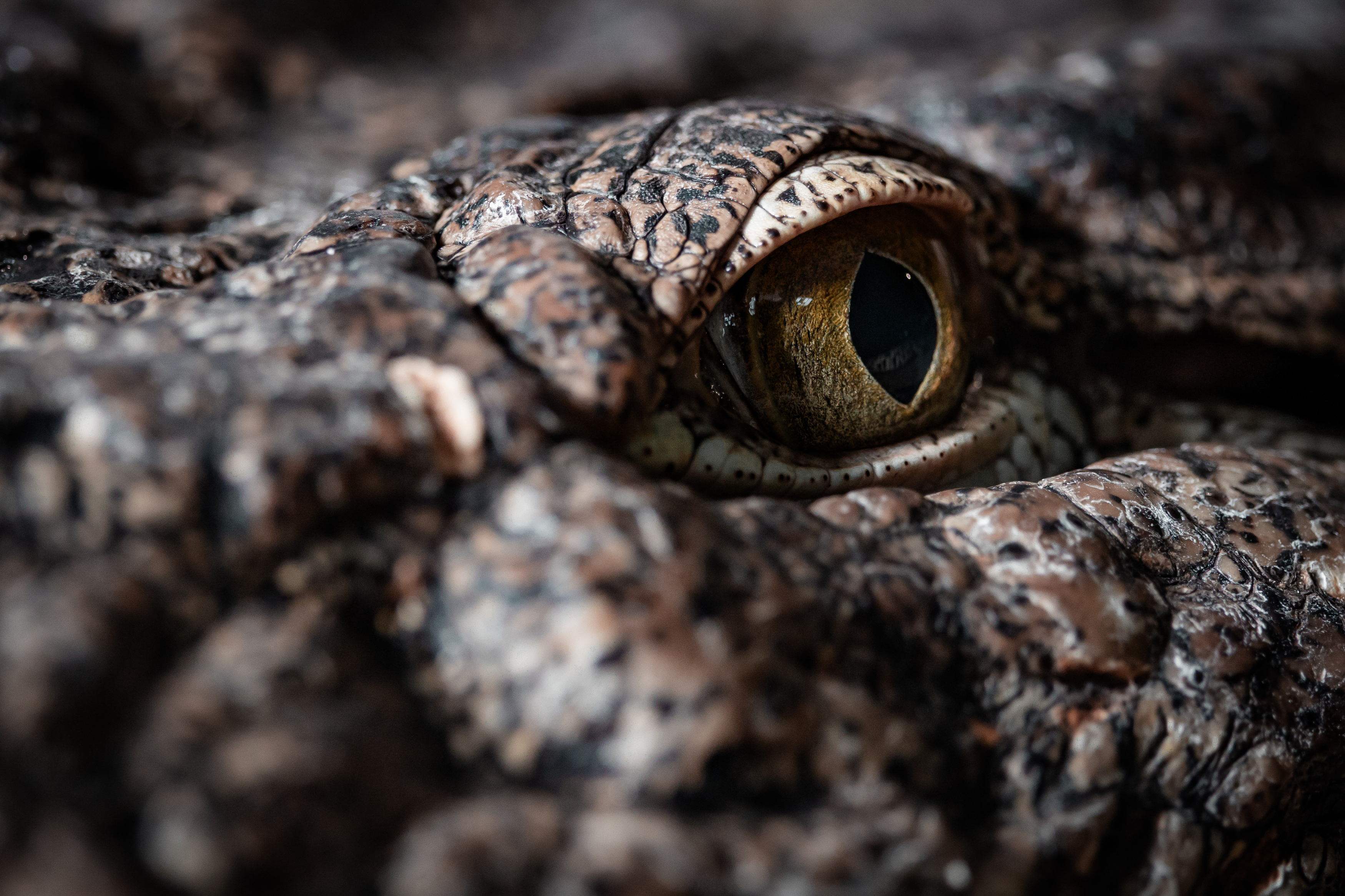 , Щепанов Дмитрий