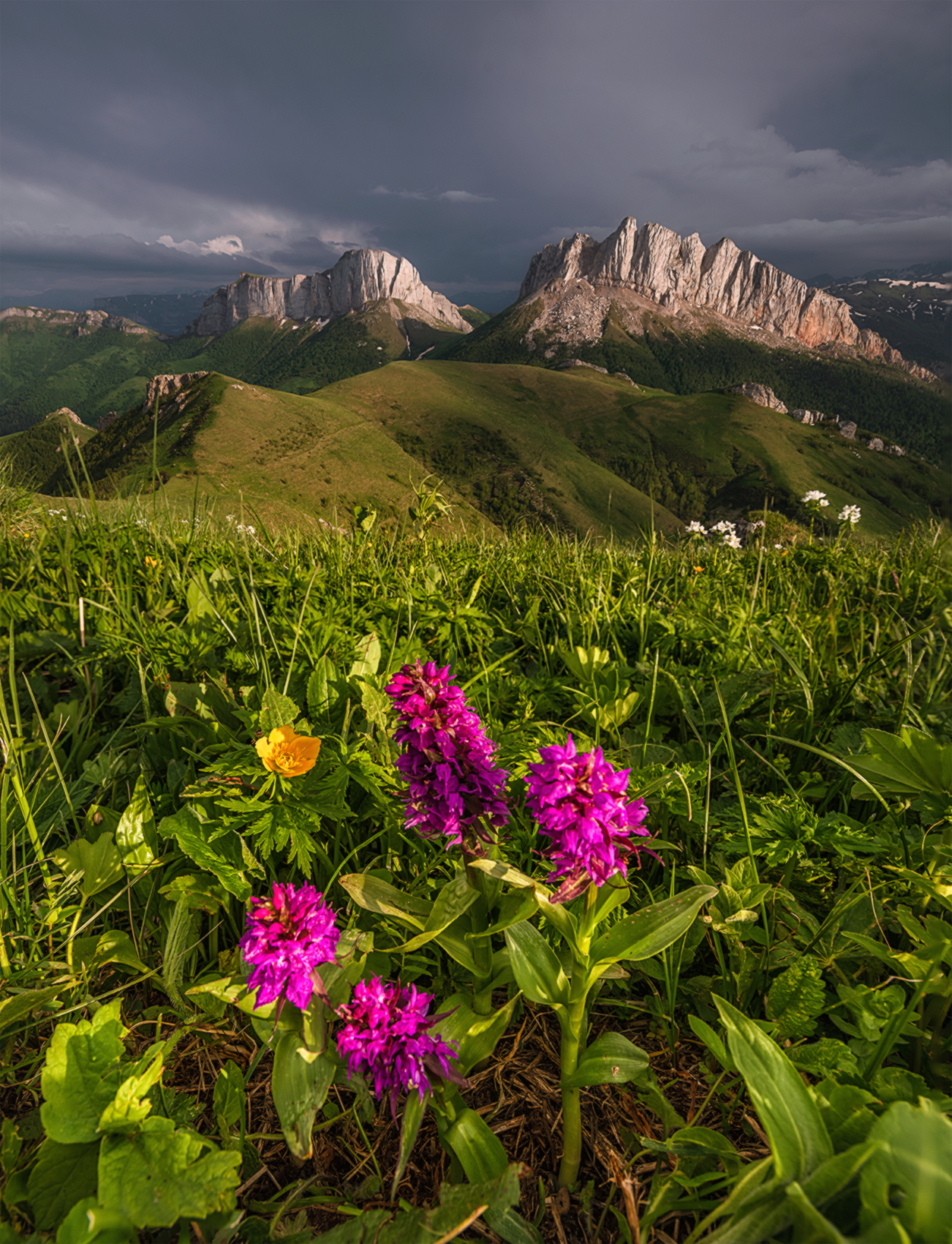 западный кавказ, природный парк большой тхач, ачешбок, ятрышник, кавказская орхидея,вечер, лето, Мысливцев Николай