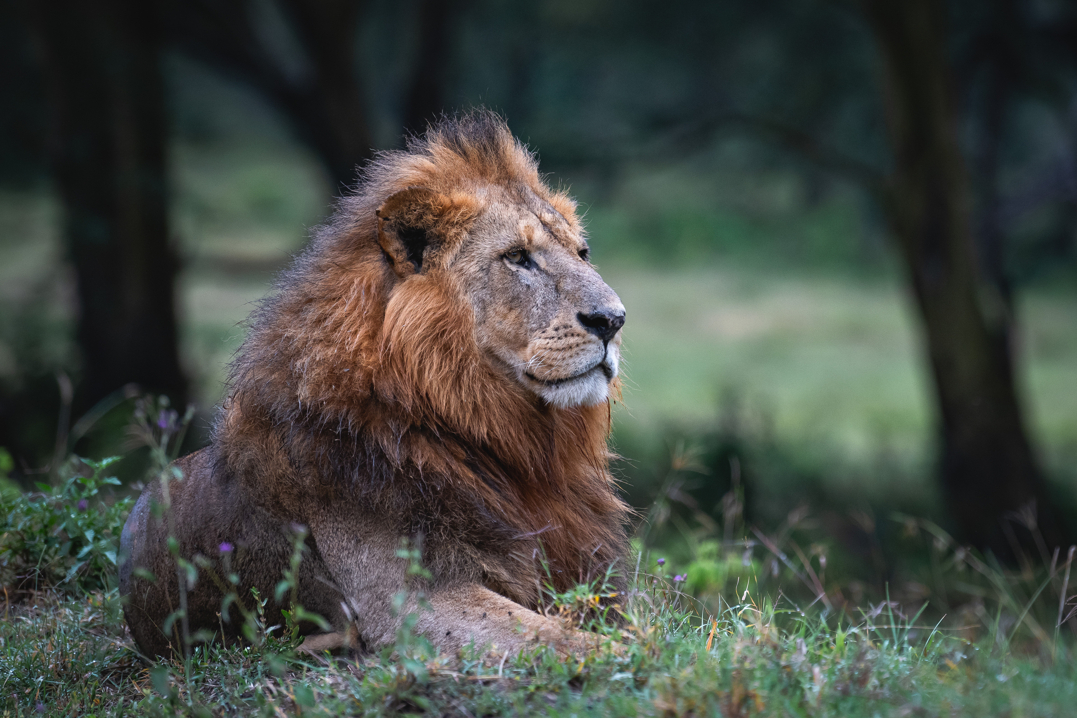 , Николаев Дмитрий