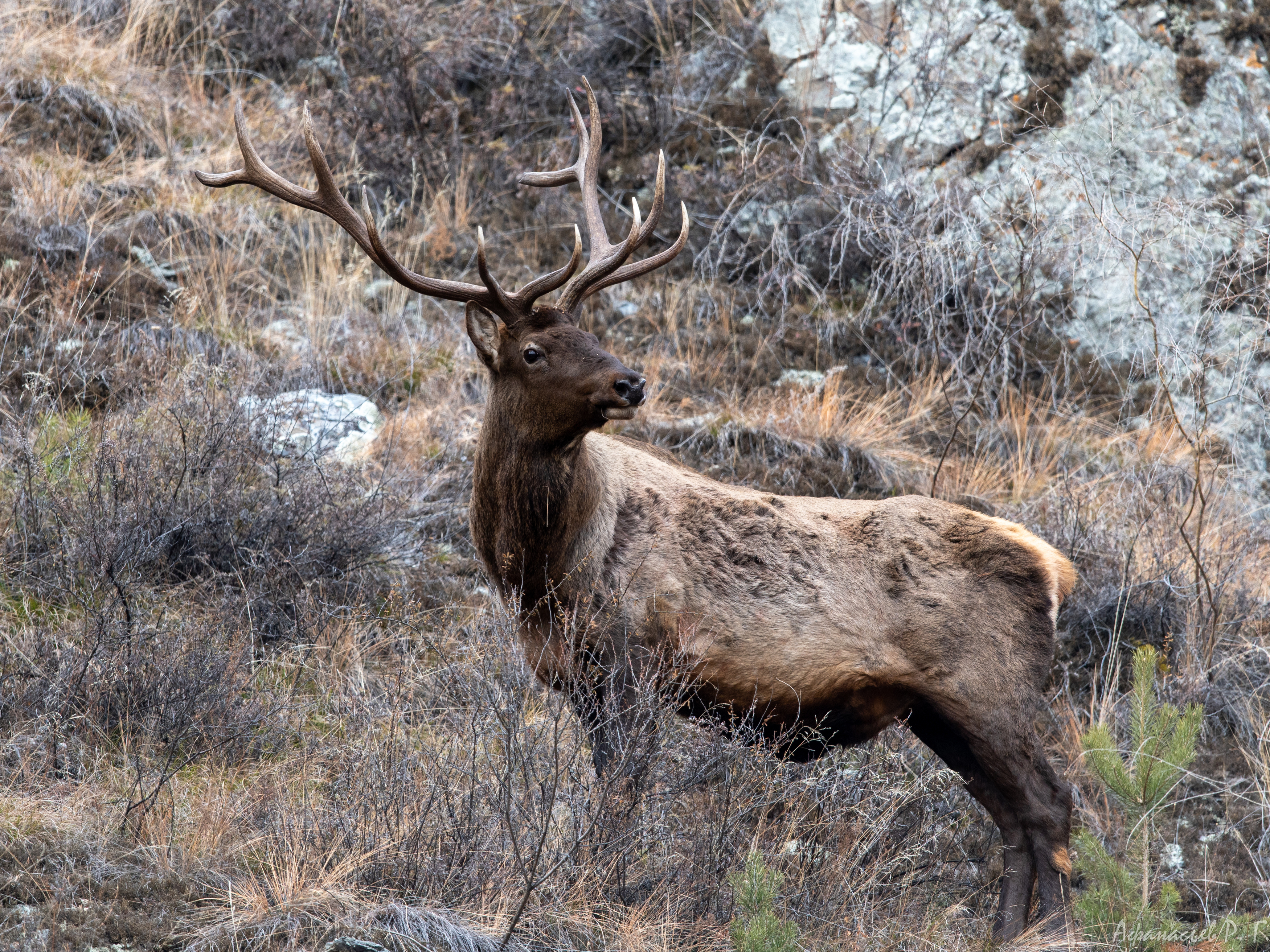 марал, олень, животные, Afanasev Roman