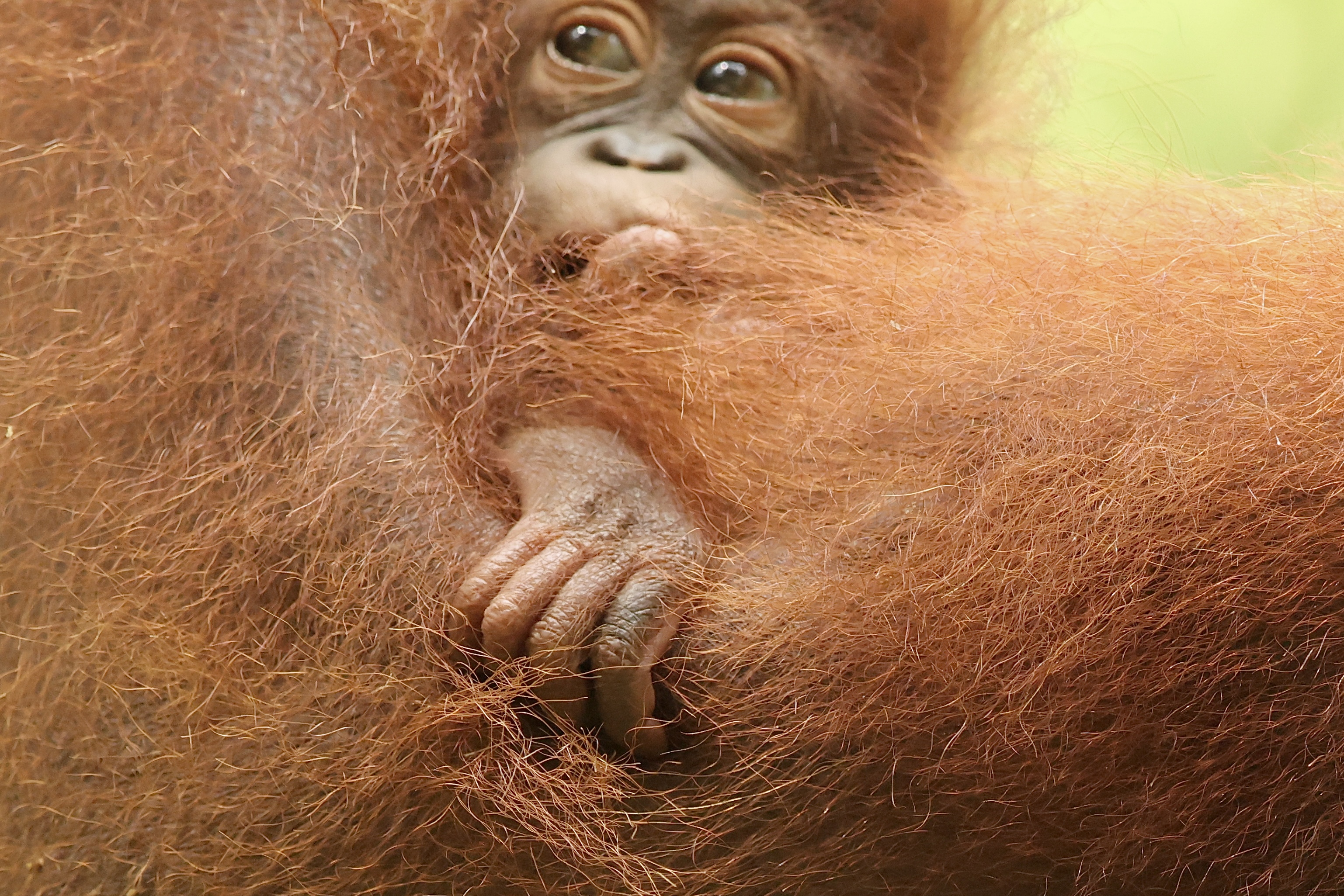 , Голубков Леонид