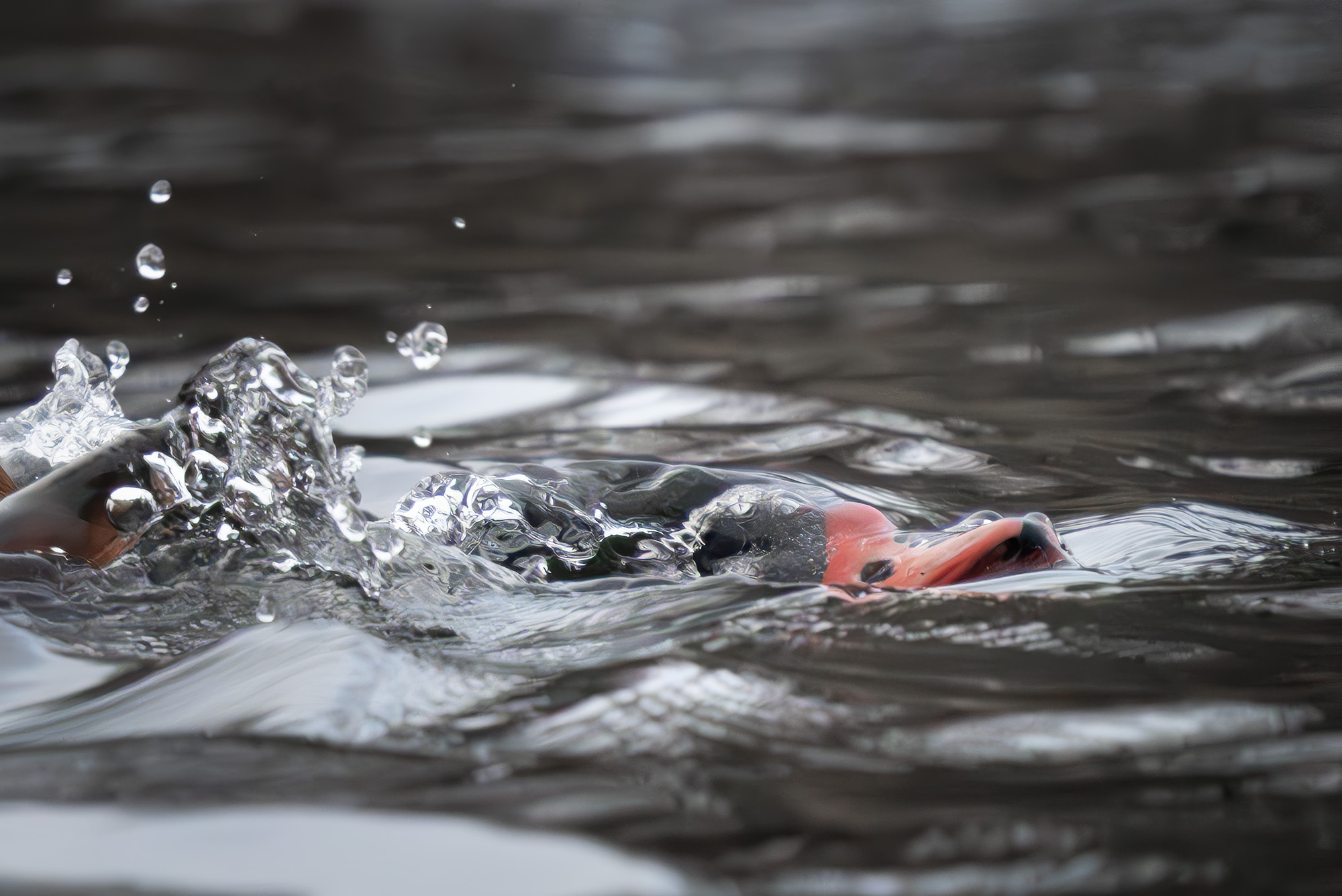 Утка, пеганка, птица, Пушкарева Василиса