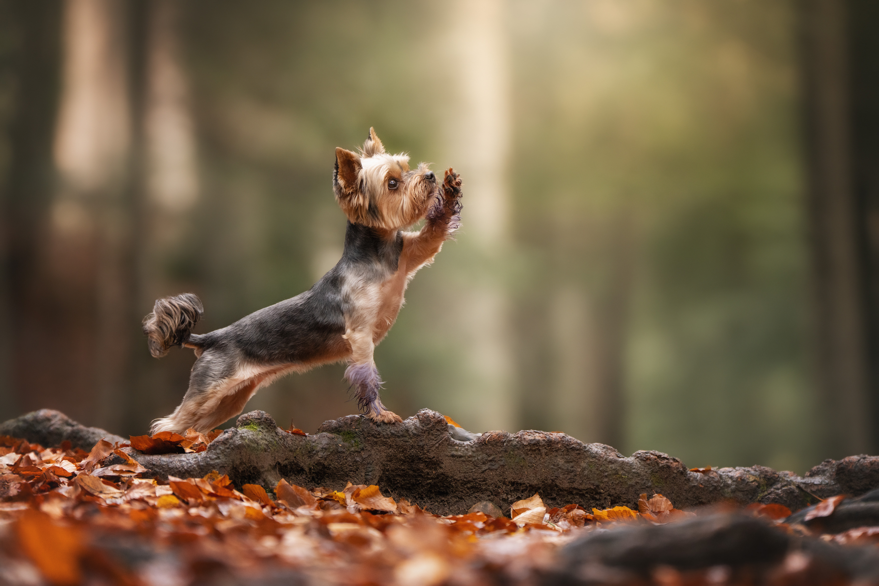 , Андрианова Ирина