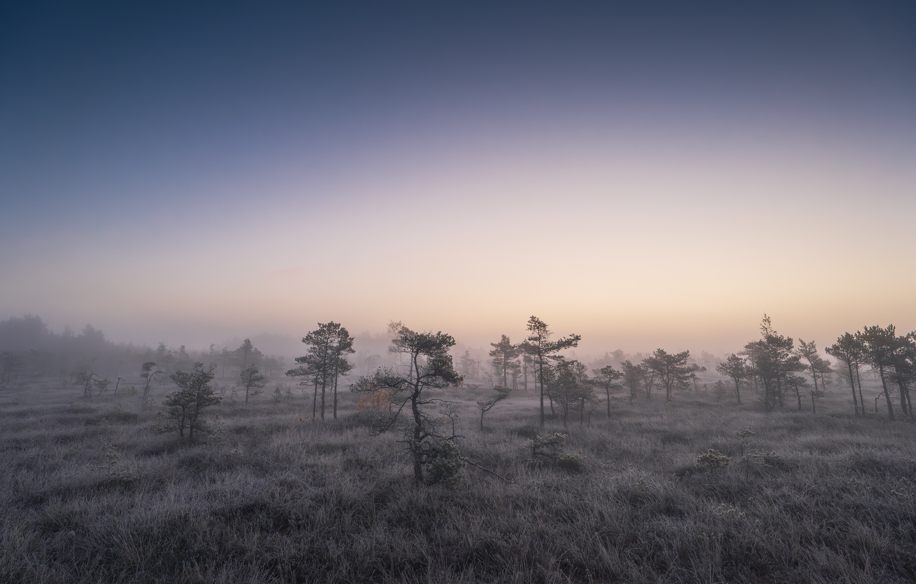 , Гордон Николай