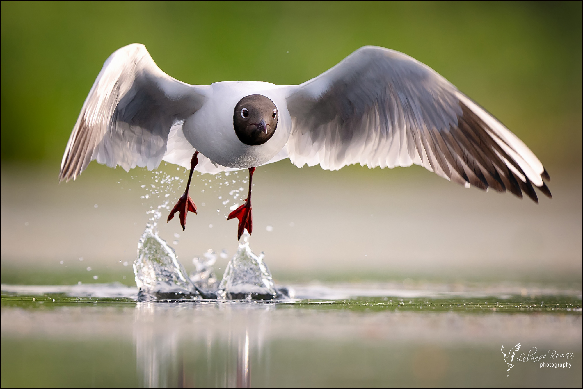 , Лобанов Роман