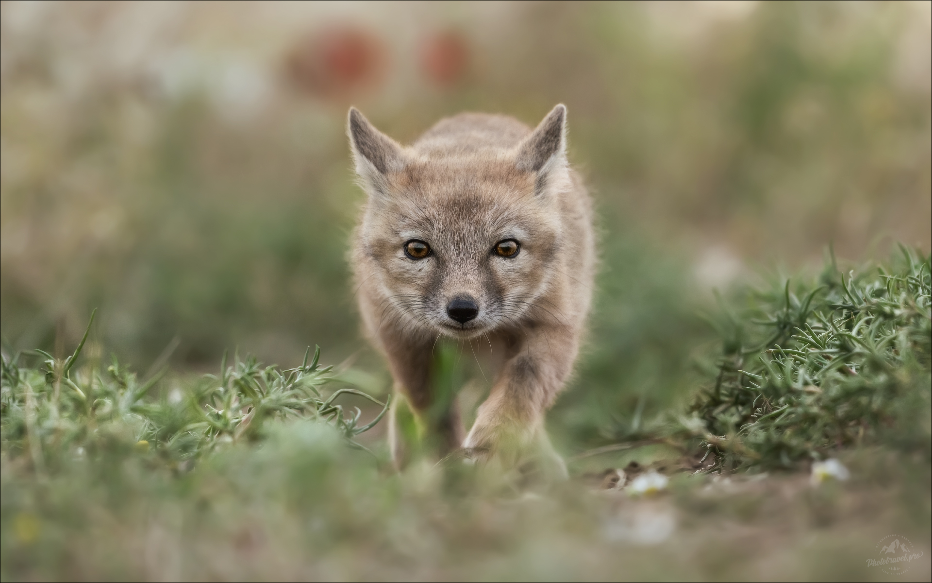 корсак, лиса, степная лиса, взрослый корсак, маныч,заповедник черные земли, корсачок, фото корсака, молодой корсак, степная лисица, vulpes corsac, калмыкия, черные земли,  корсачонок, корсачата, калмыцкий корсак, корсаки, vulpes corsac kalmykorum,, Влад Соколовский
