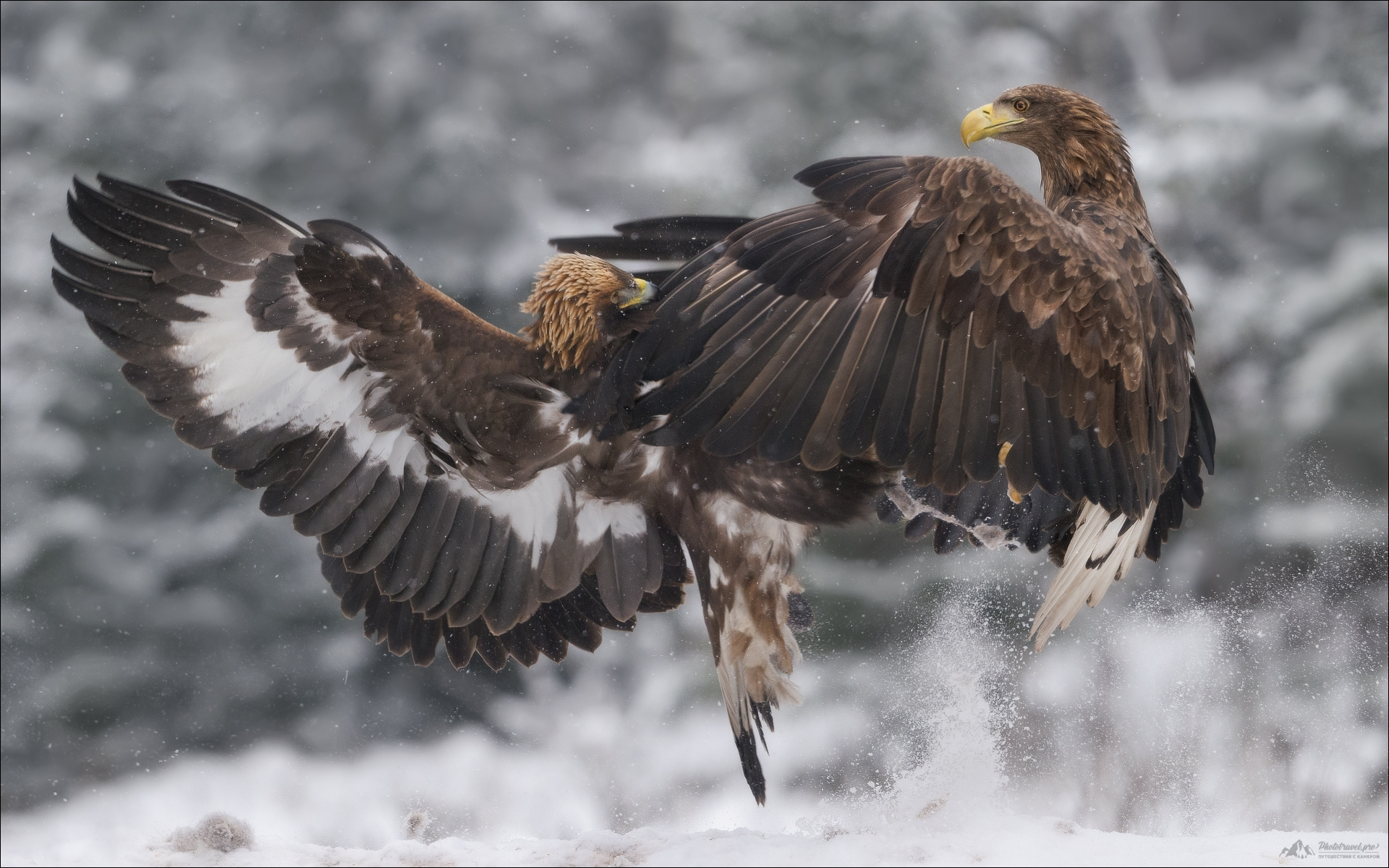 орлан-белохвост, беркут, заказник красный бор, фототур, фототуры 2026, фототур в красный бор, Влад Соколовский
