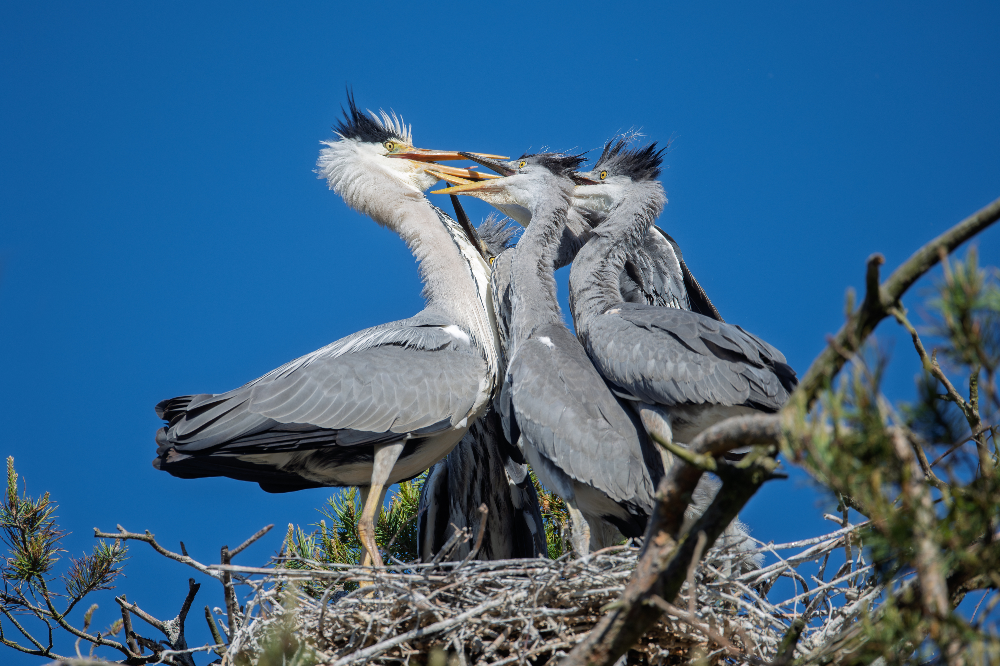 цапля, серая цапля, потомство, птенцы, на гнезде, мама, птицы, любовь, heron, love, mother, feelings, еда, природа, bird, эмоции, emotions, Дмитрий Федорако