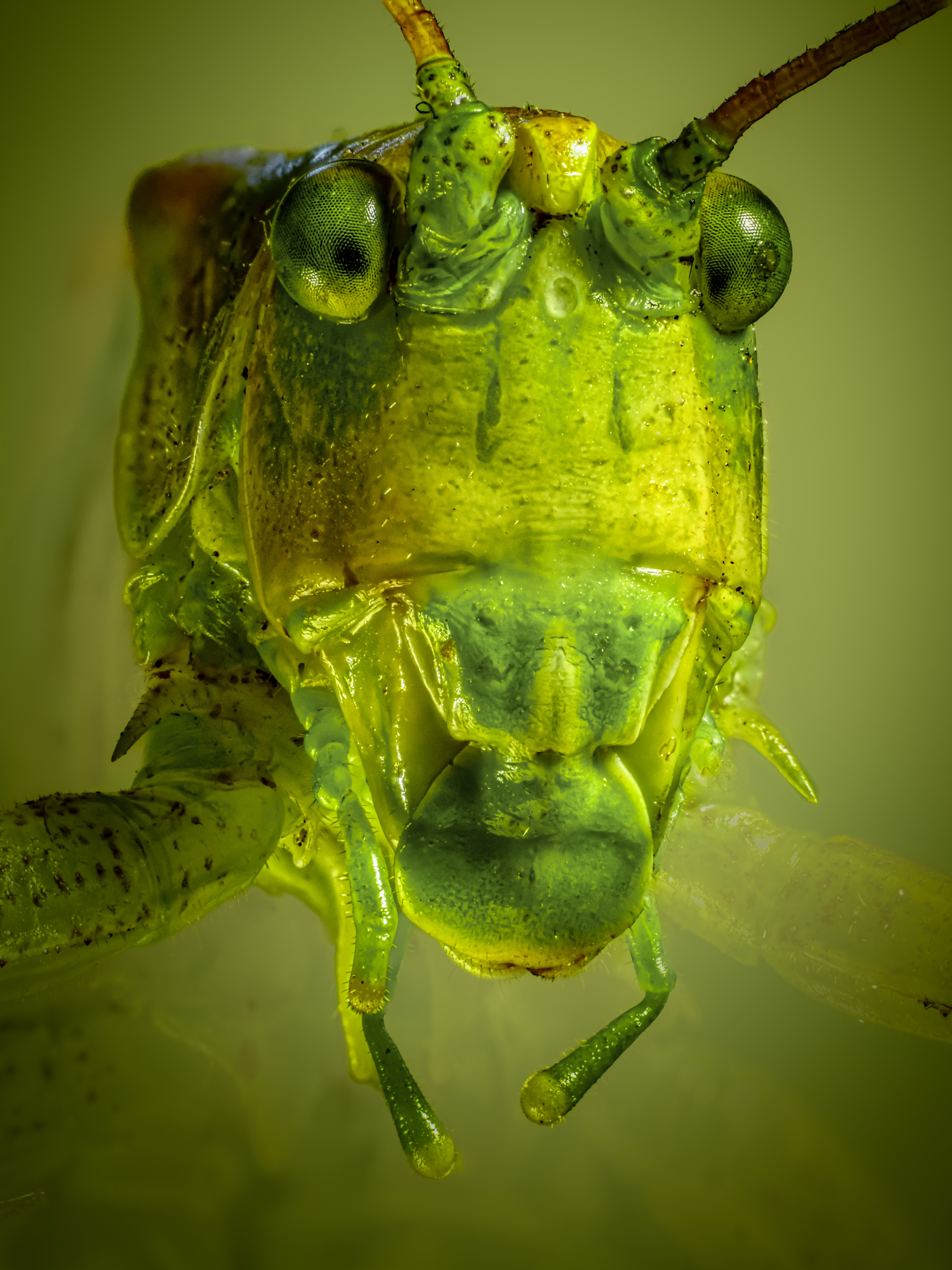 , Олег Савицкий