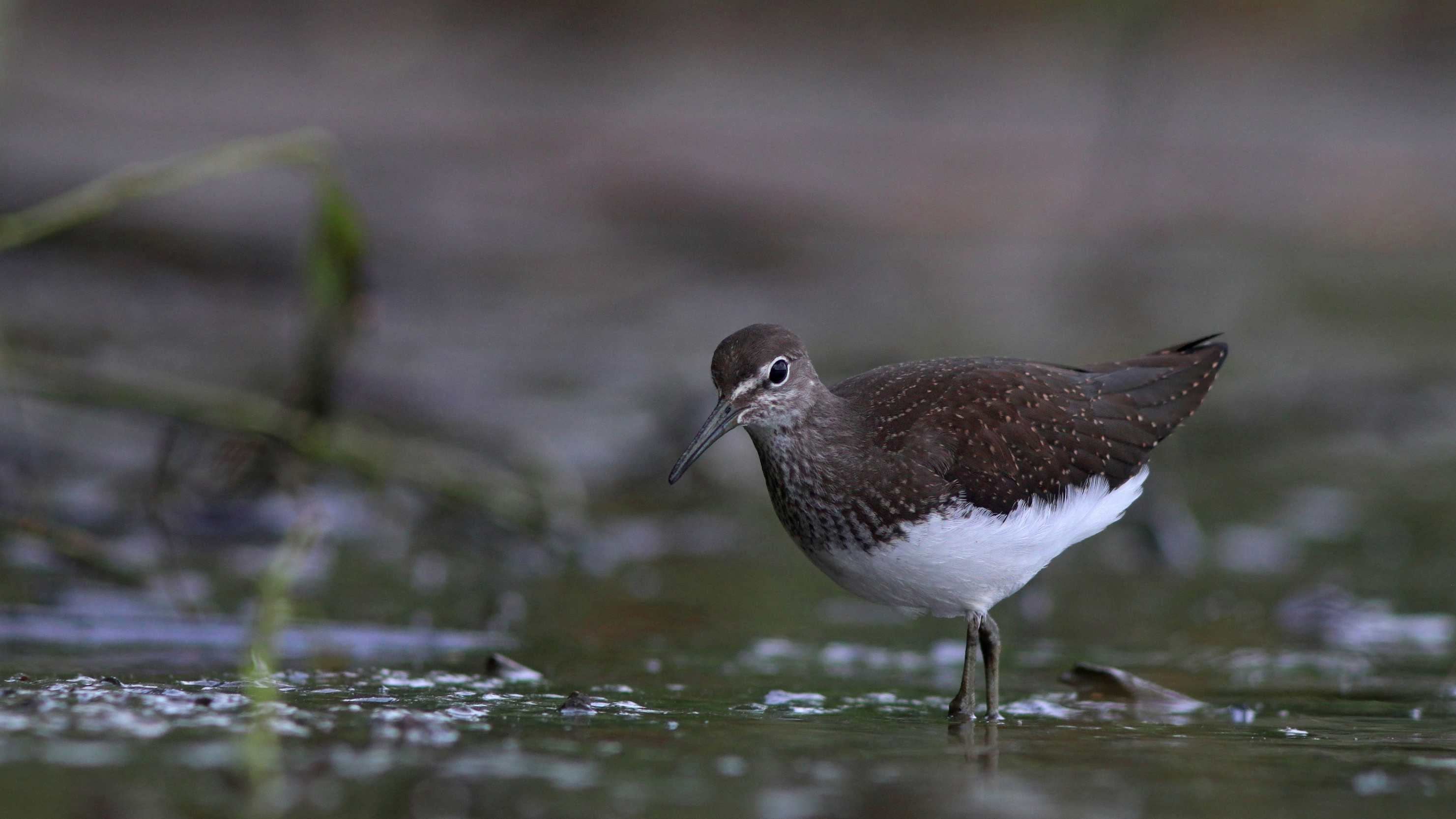 черныш, кулик, tringa oshropus, wood sandpipier, sandpiper, куршская коса, куршский залив, Бондаренко Георгий