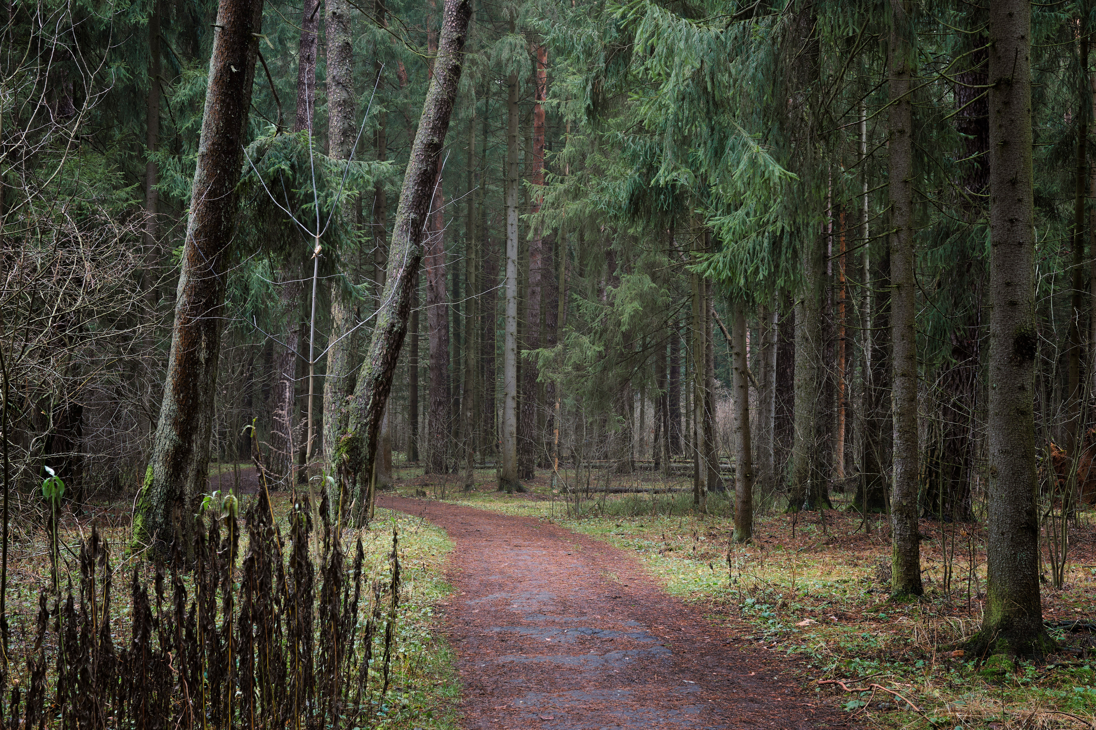 лес, деревья, листва, дорожка, Валерий Вождаев