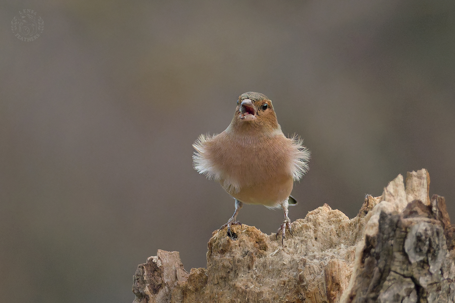 , Евгени Стефанов