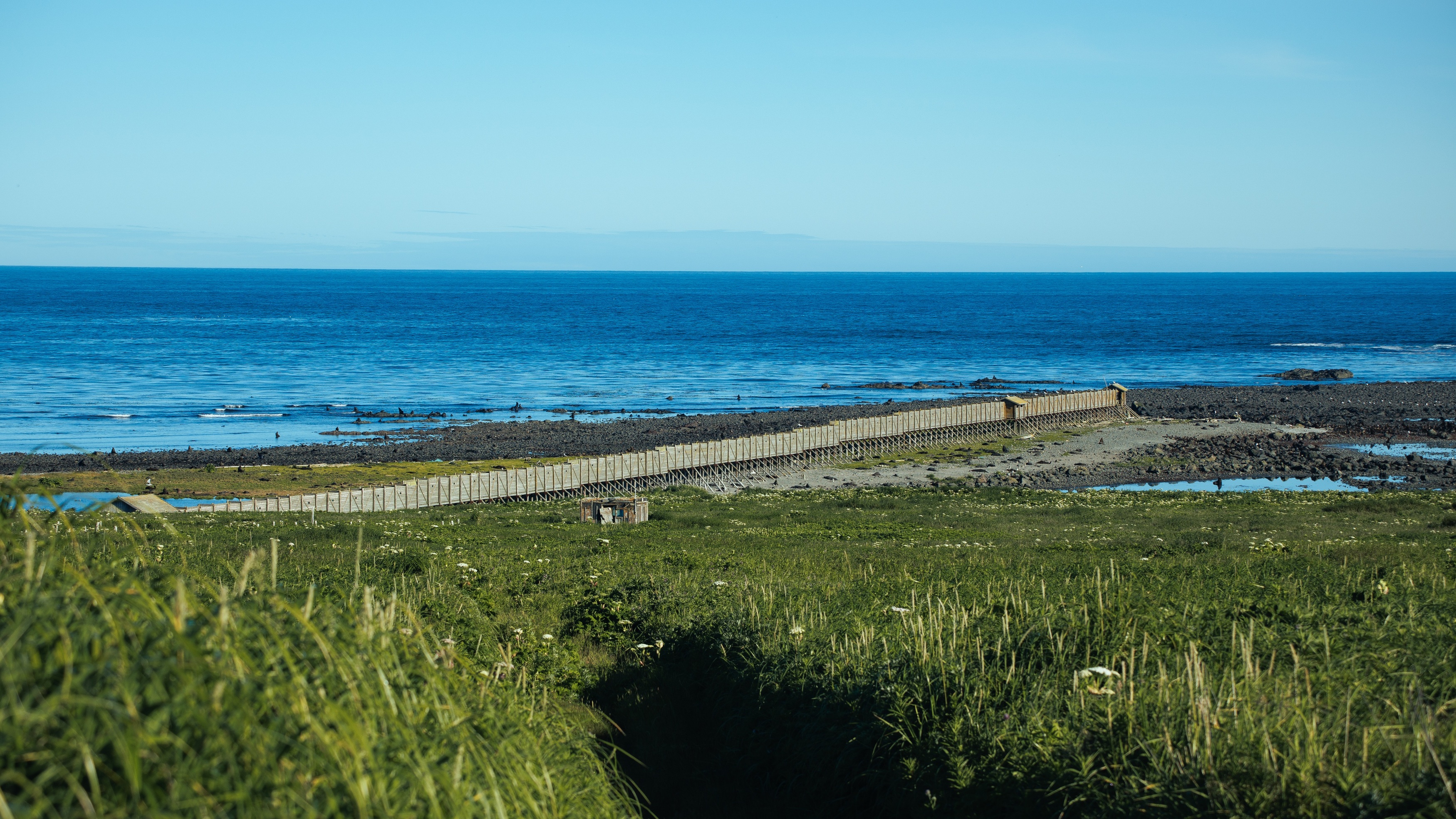 командоры, острова, никольское, камчатка, остров беринга, мыс юшина, северное лежбище, Vladimir goiiiguk
