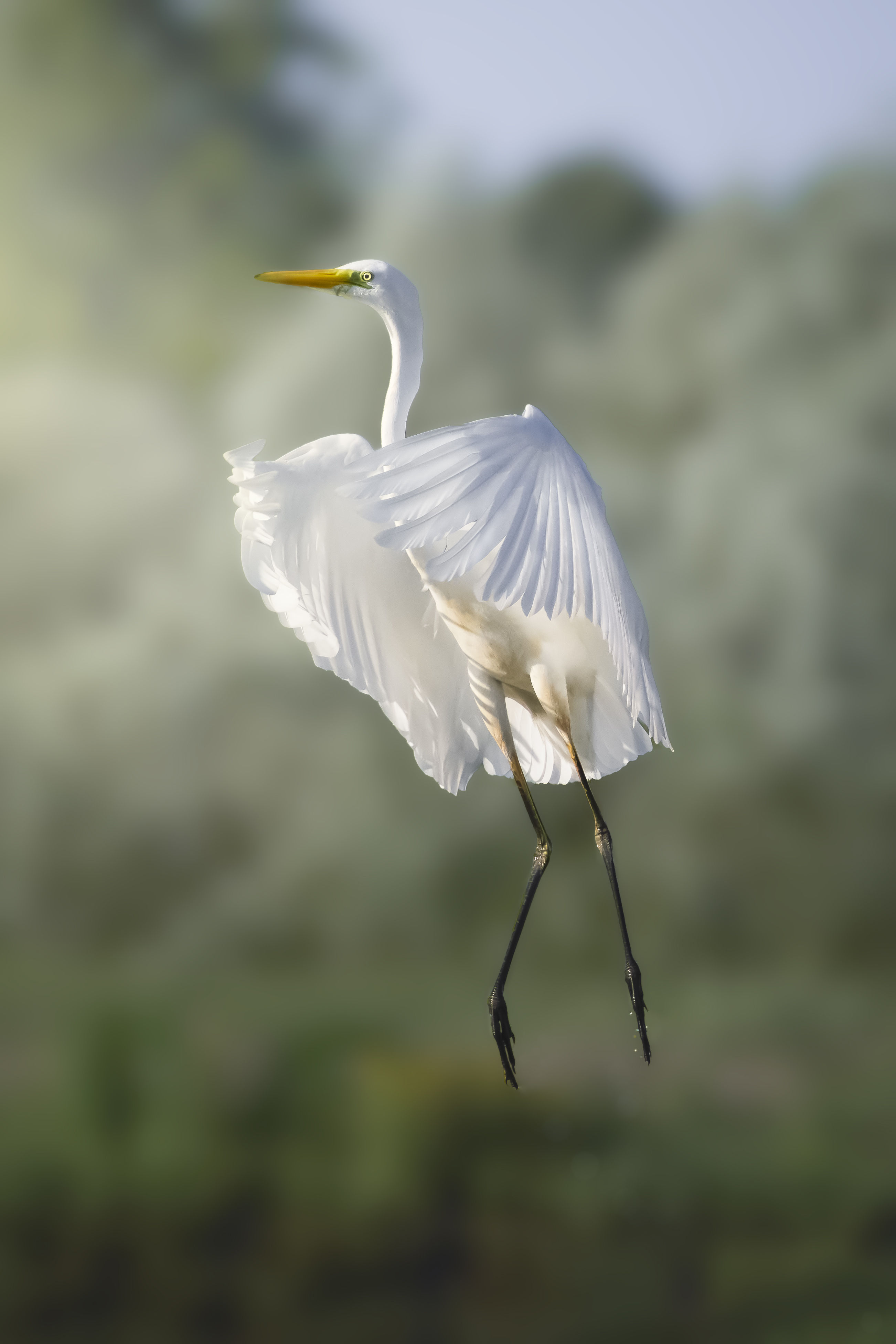 большая белая цапля, great egret, Ardea alba, heron, водоплавающая птица, wildlife, birdwatching, nature, bird photography, Полина Шальнева