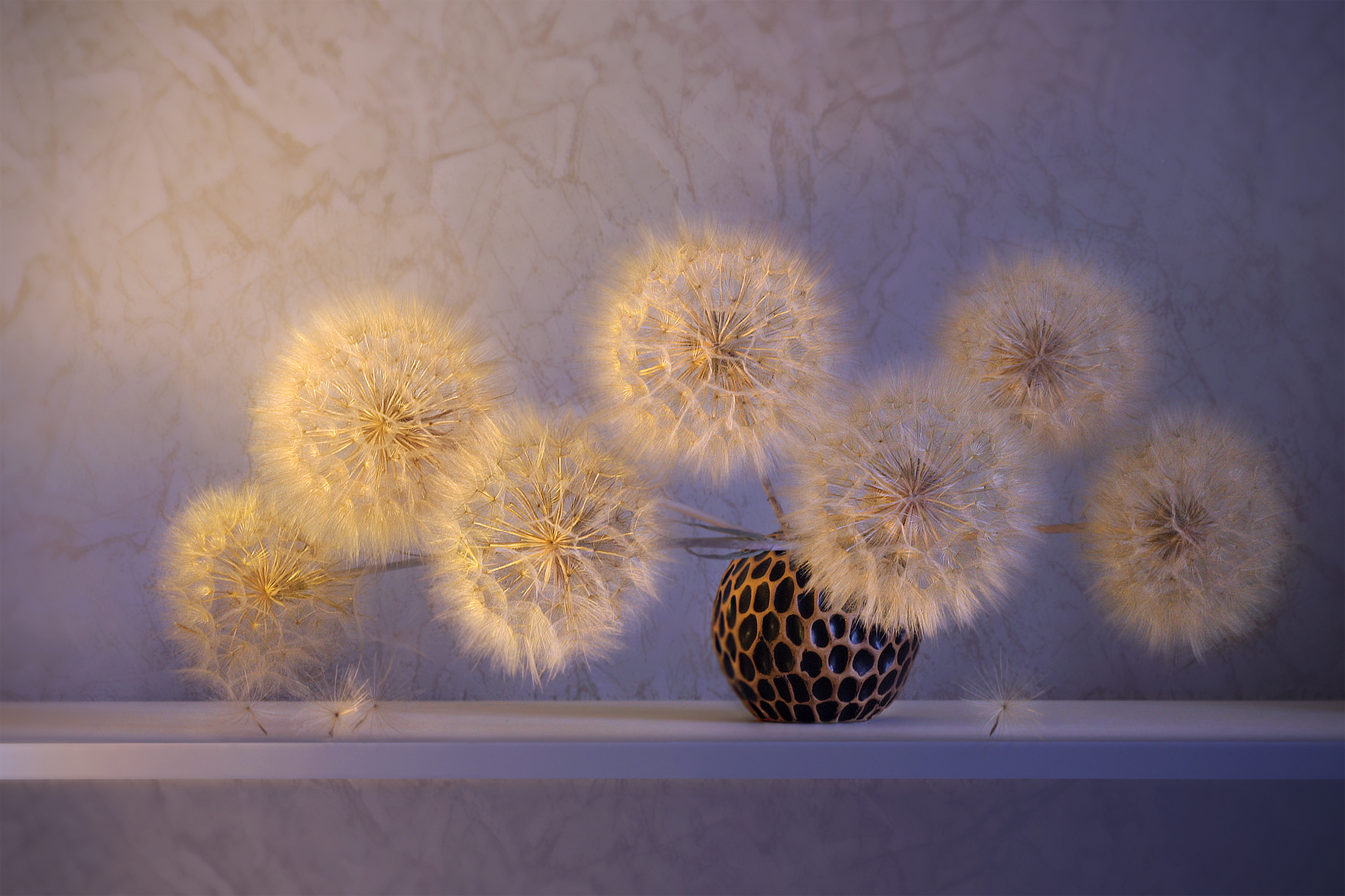 козлобородник, Заболотская Ольга