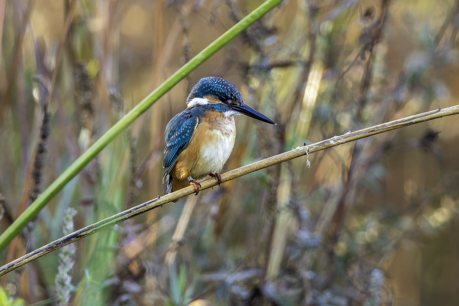 Зимородок обыкновенный., Alexander Amromin
