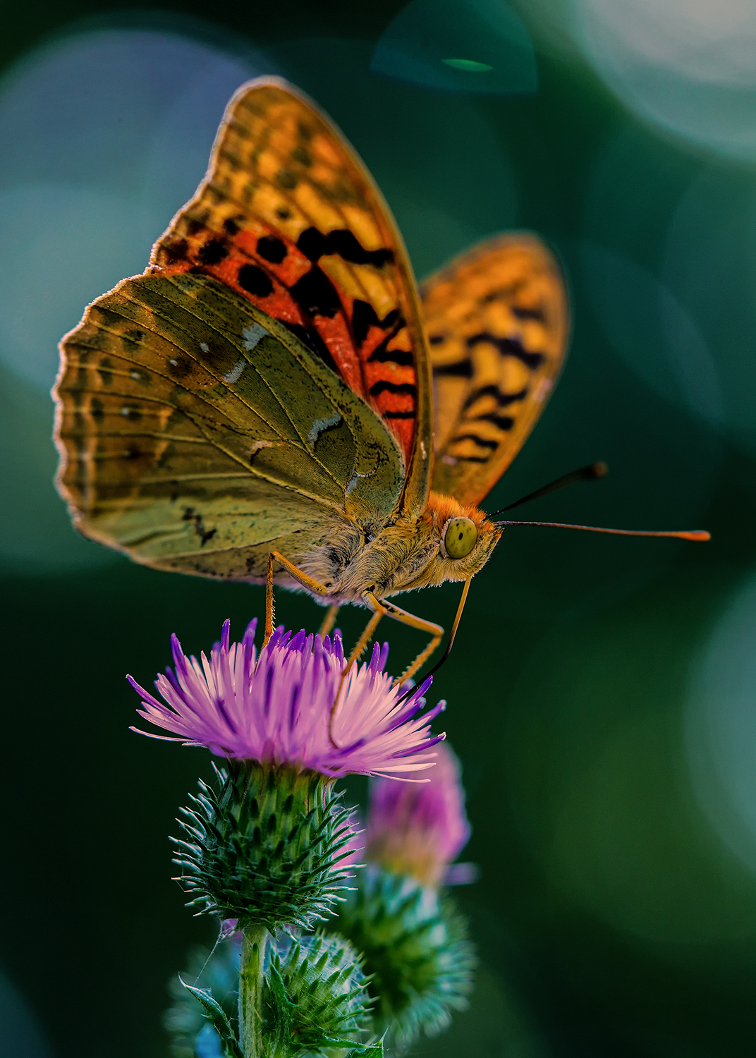 макро, бабочки, перламутровка, пандора, Рябов Игорь
