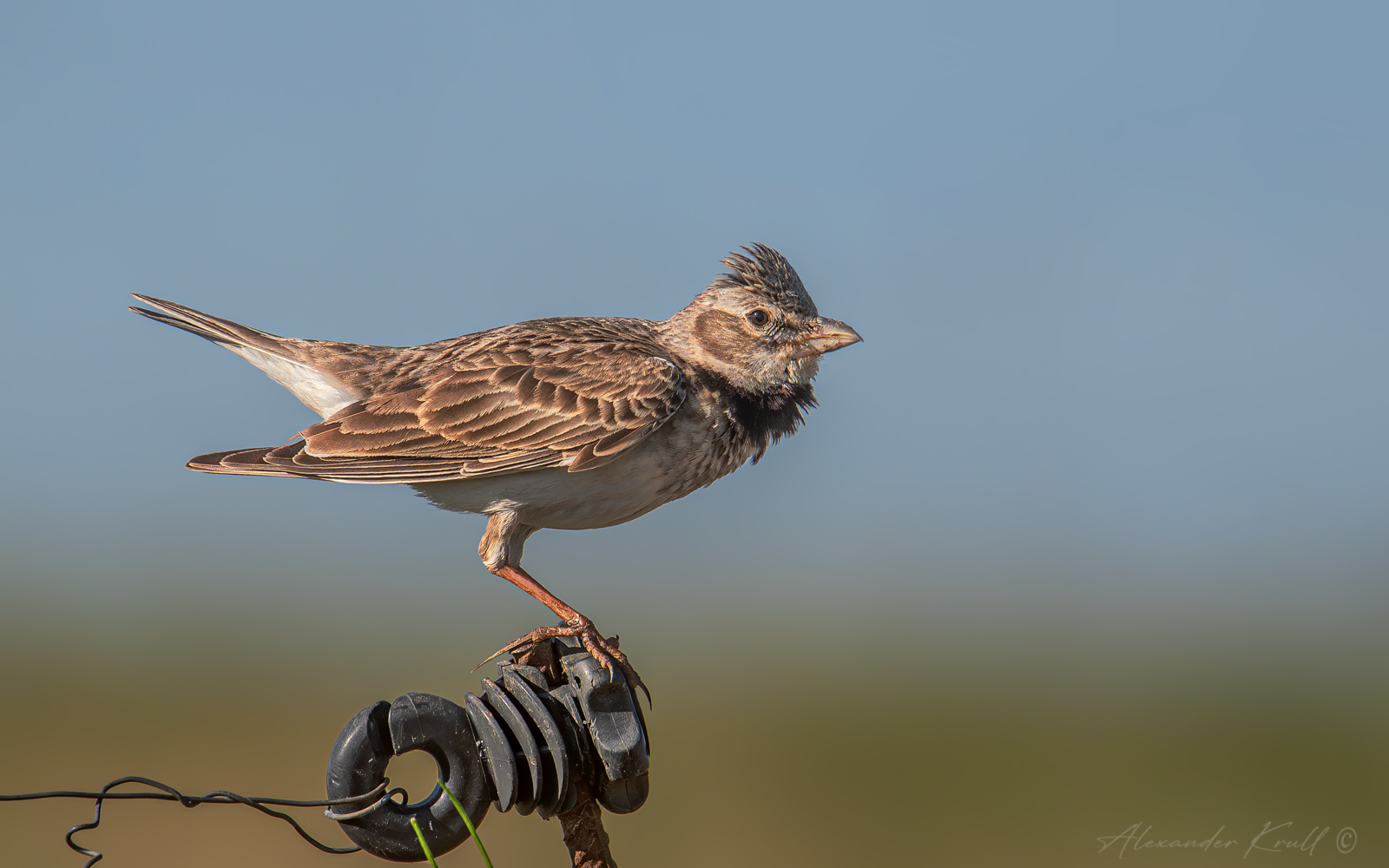 жаворонок, степной жаворонок, джурбай, melanocorypha calandra, Круль Александр