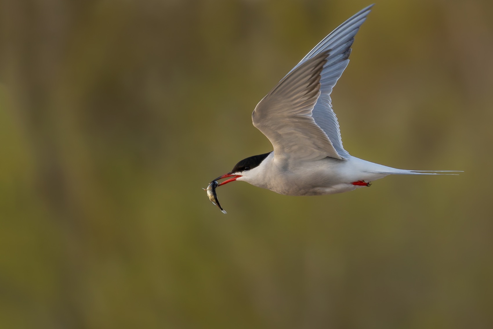 речная крачка, крачка, птицы, чайка, Ruslan Pl
