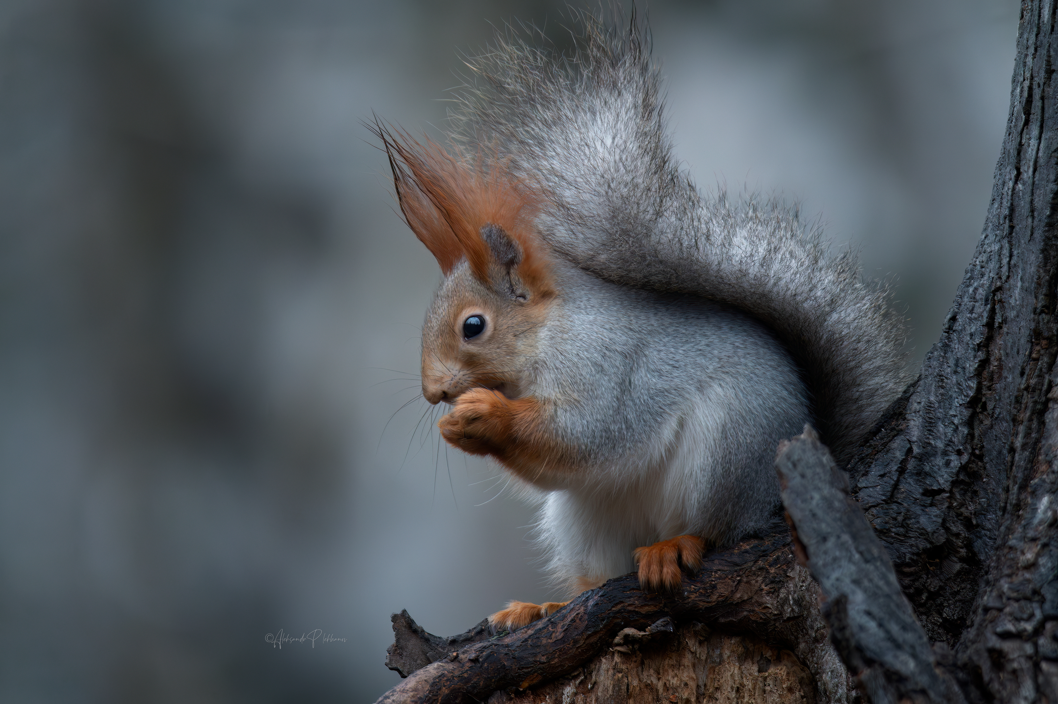 , Плеханов Александр