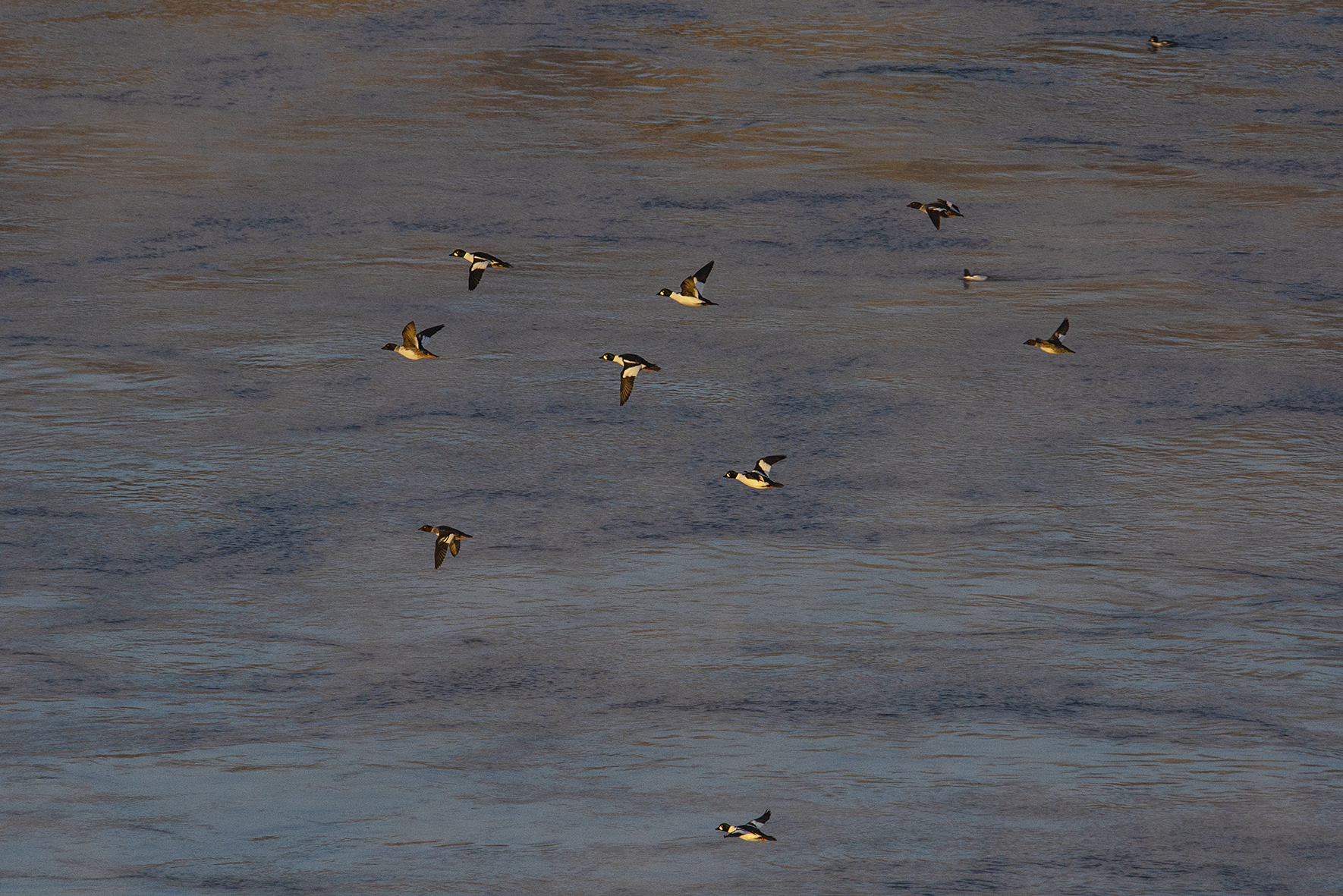 ангара гоголь bucephala clangula, Андрей Таничев
