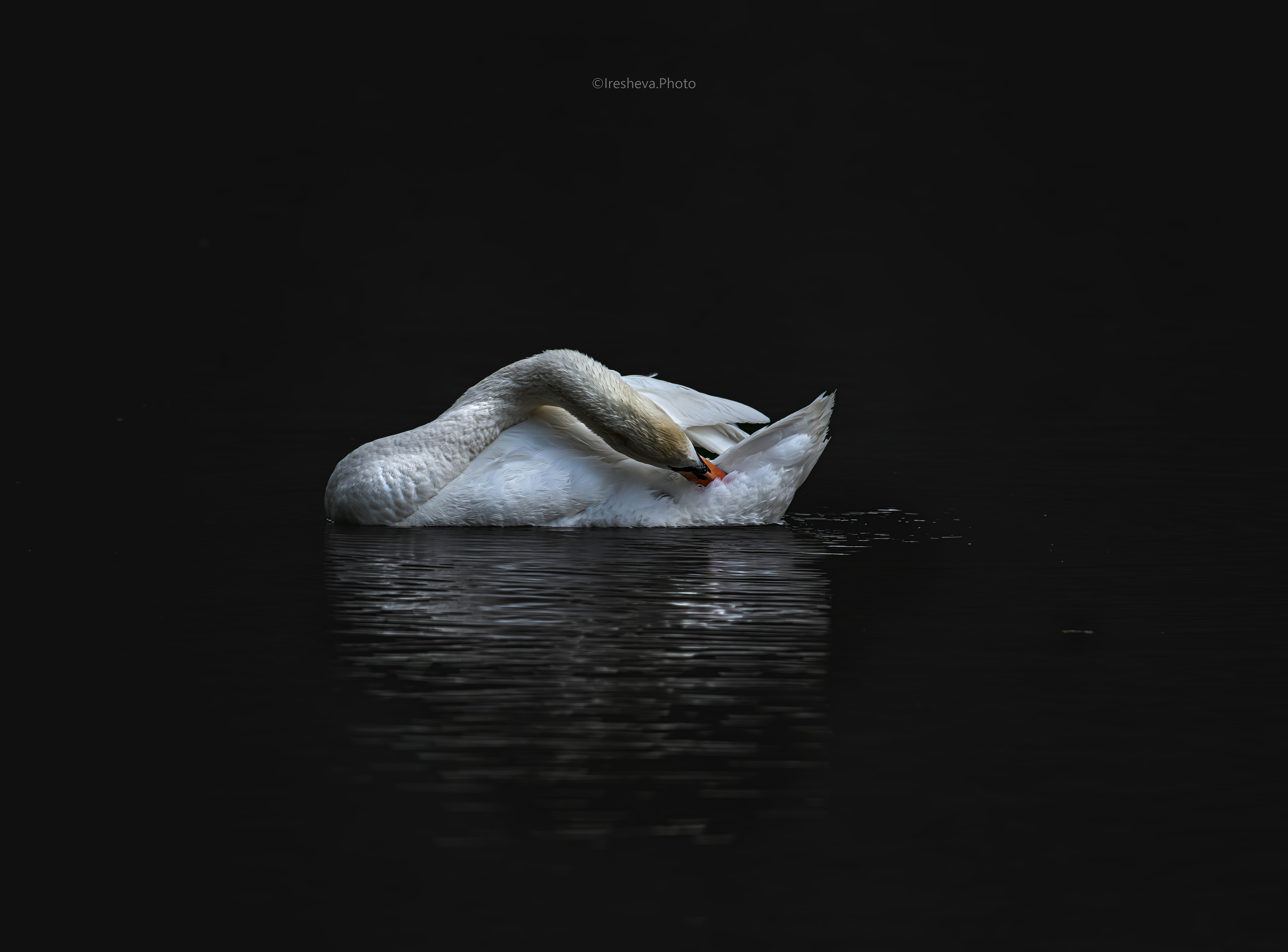 Лебедь - шипун, птица, Ирешева Мария