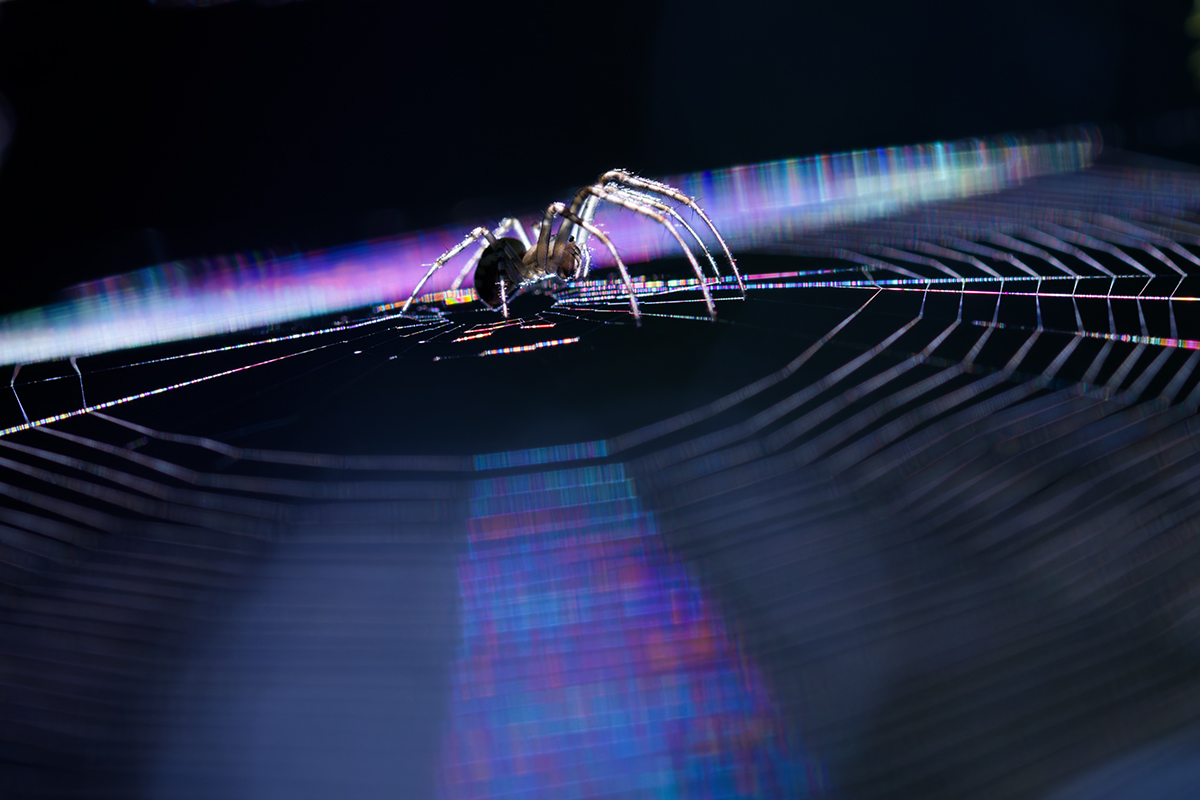 макро, паук, spider, macro, Хилько Марина