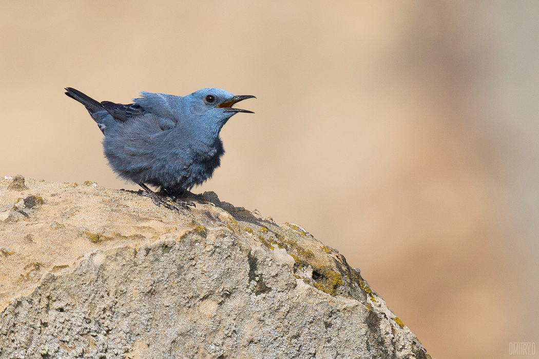 , Дмитрий Доронин