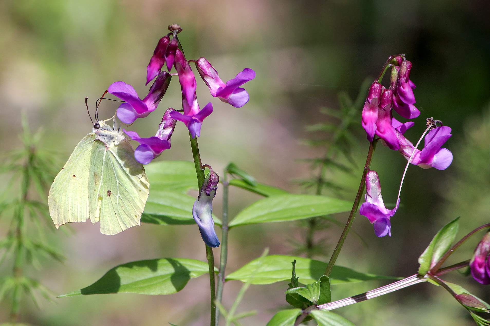 бабочка, крушинница, лимонница, лимонница обыкновенная, лимонница крушинная, gonepteryx rhamni, КарОл