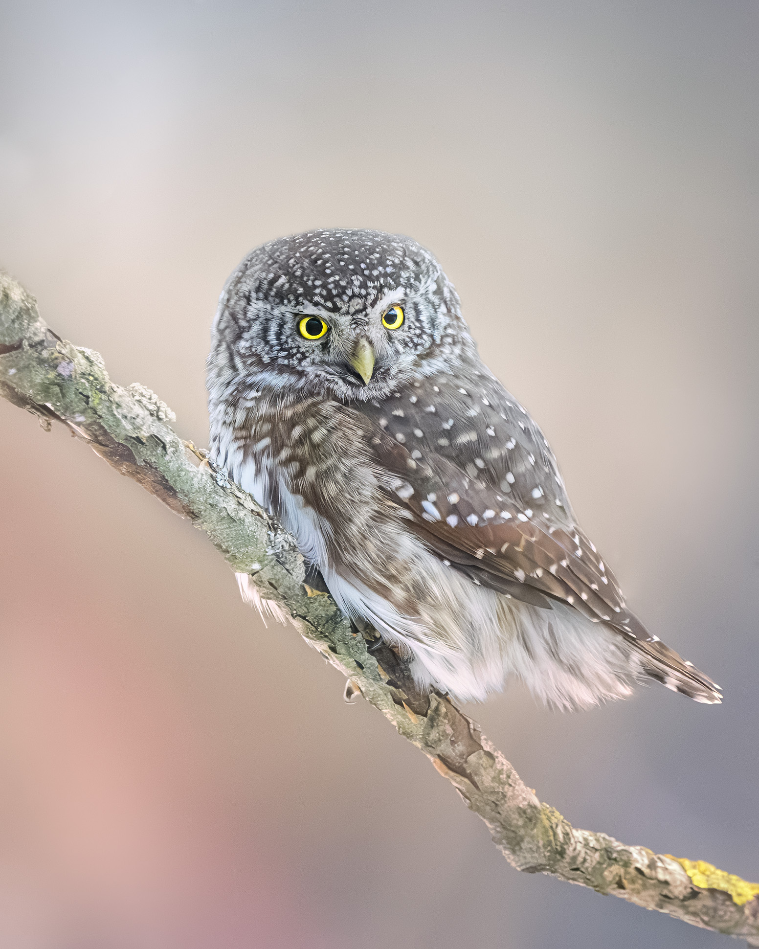 птицы, лес, фотоохота, природа, Подмосковье, birdwatching, birds, owl, pigmy owl, воробьиный сыч, сыч, Михаил Ездаков