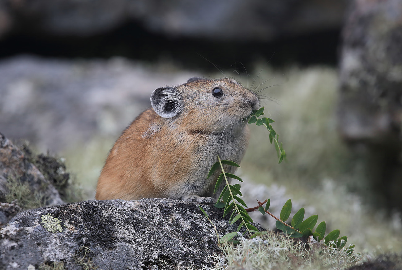 пищуха, Валерий Платонов