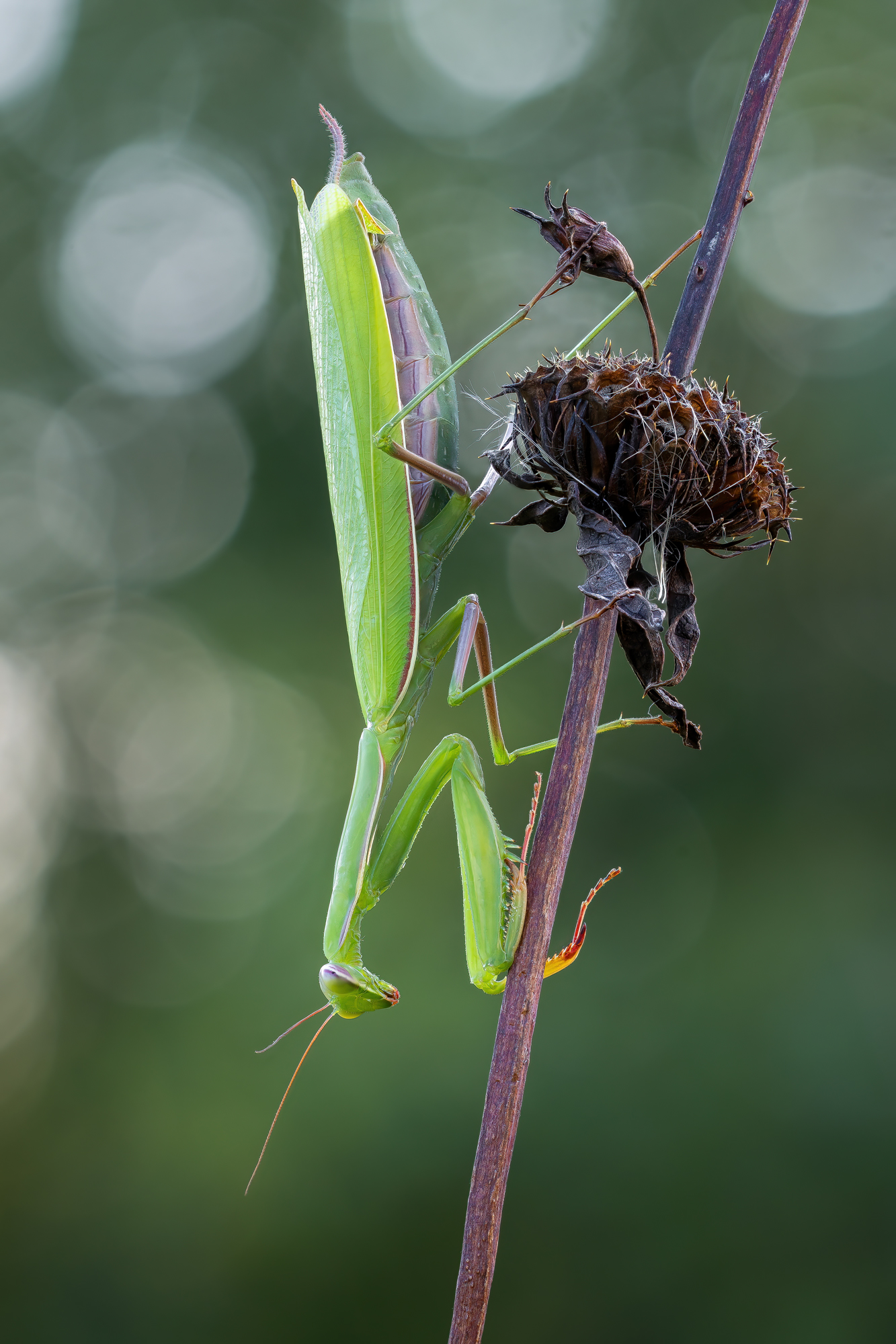 , Кузнецов Дмитрий