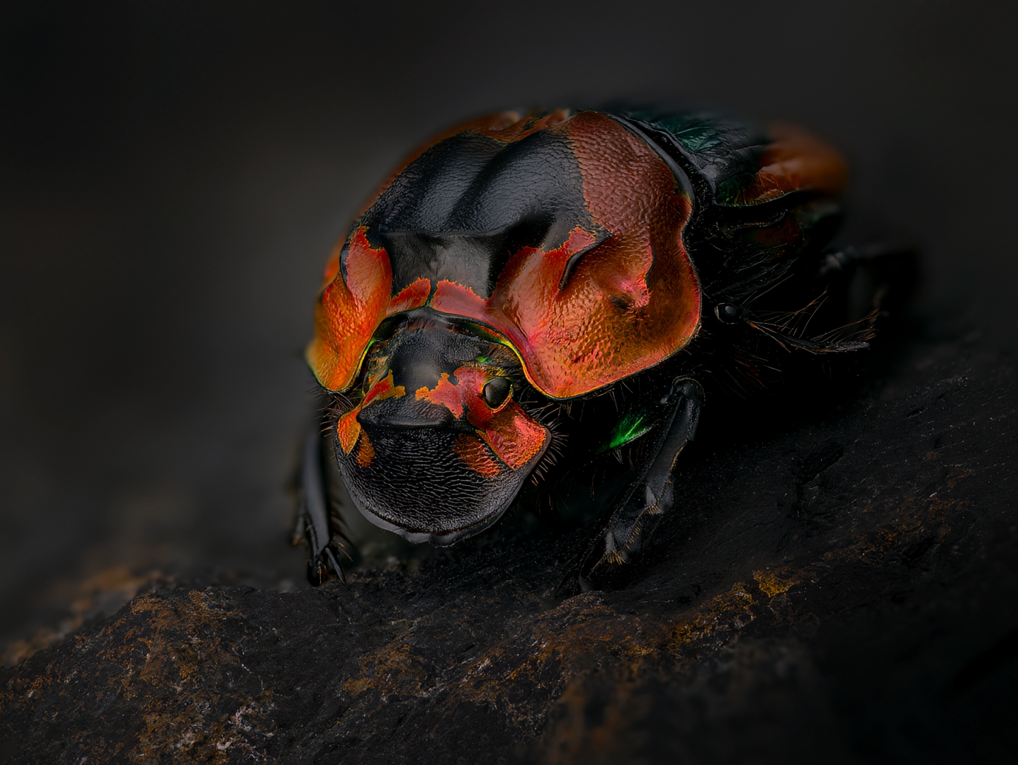 coleoptera, scarabaeidae, sulcophanaeus imperator alticollis, Kavaliauskas Eugenijus