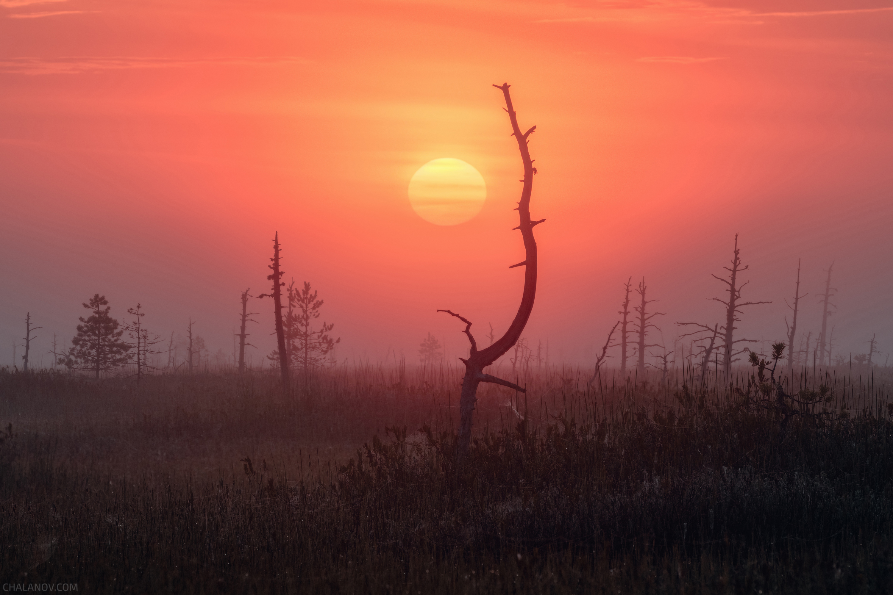 пейзаж, рассвет, солнце, болото, лето, сосны, туман, Иван Чаланов