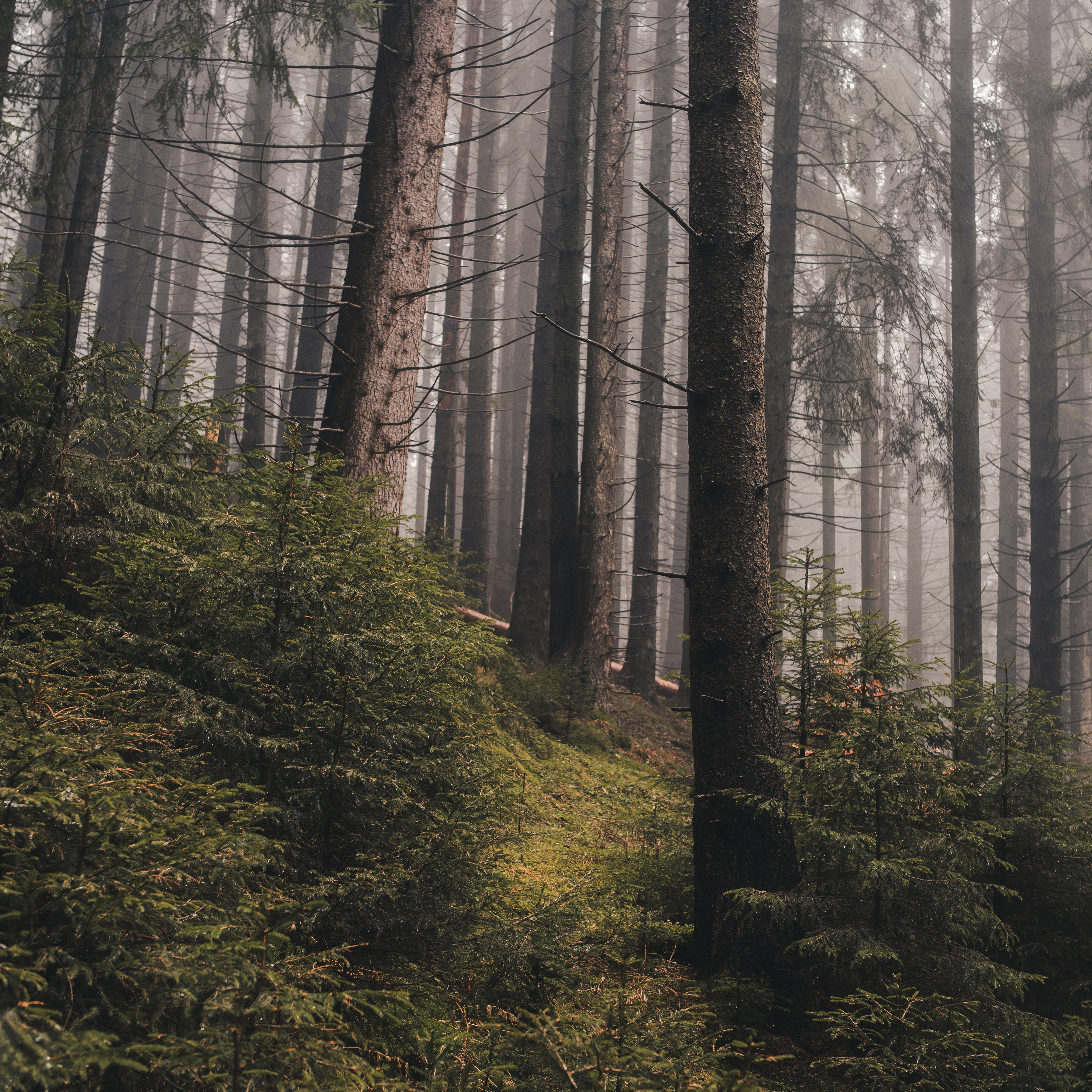 хвойный лес, туман, туманное утро, природный пейзаж, лесная тропа, ель, атмосфера, природа, дымка, глубина леса, тишина, мистический лес, лесной пейзаж, mood, forest, fog, mist, Сухенко Олег