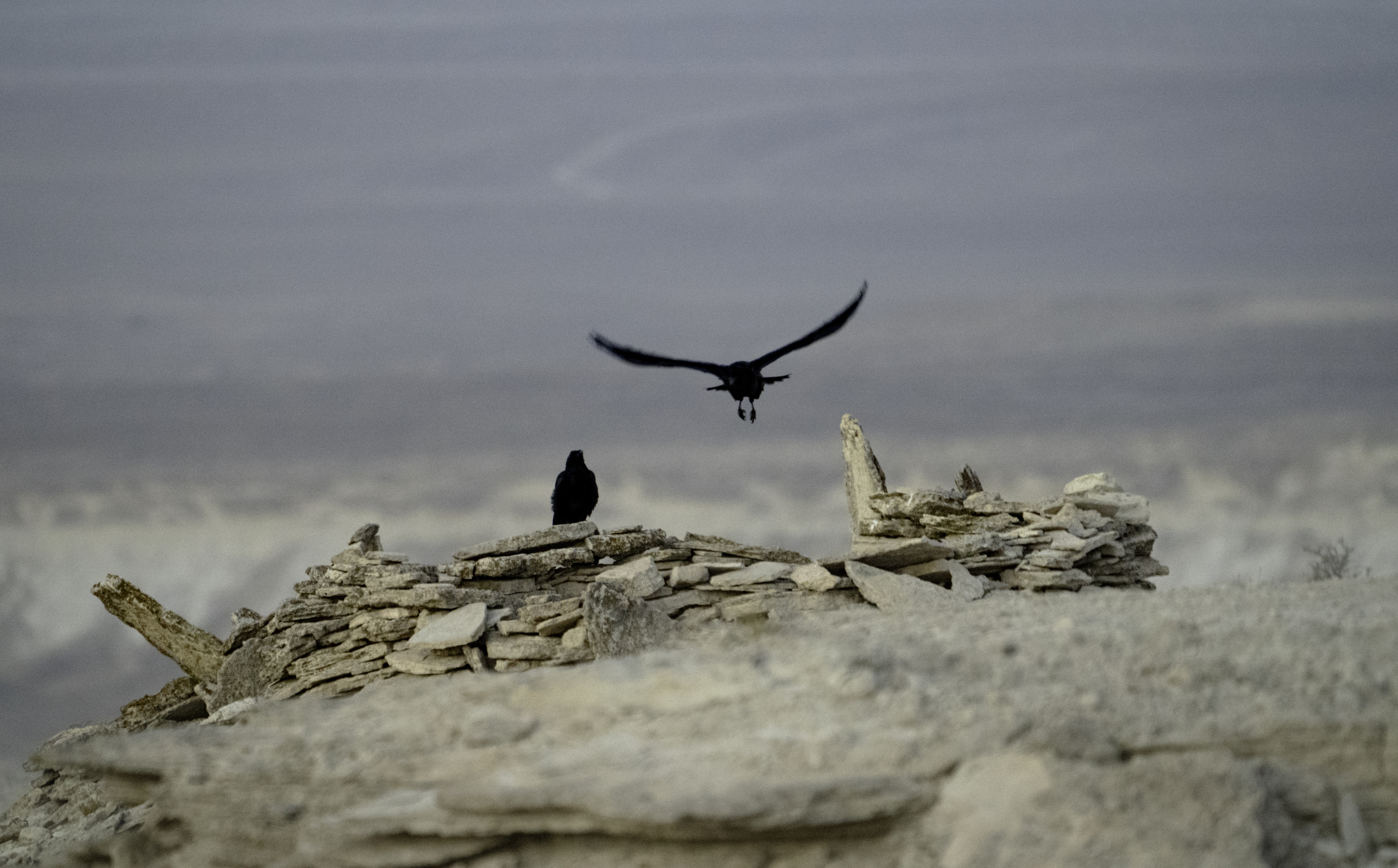 Казахстан, полуостров Мангышлак, Мангыстау, урочище Бозжыра, вороны, Гаврилов Юрий