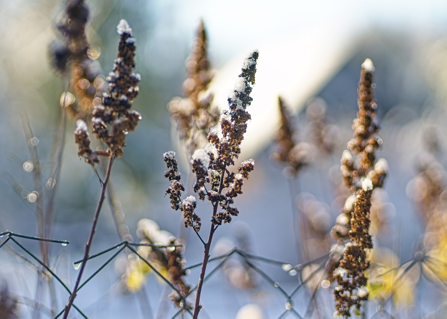 , Орлов Олег