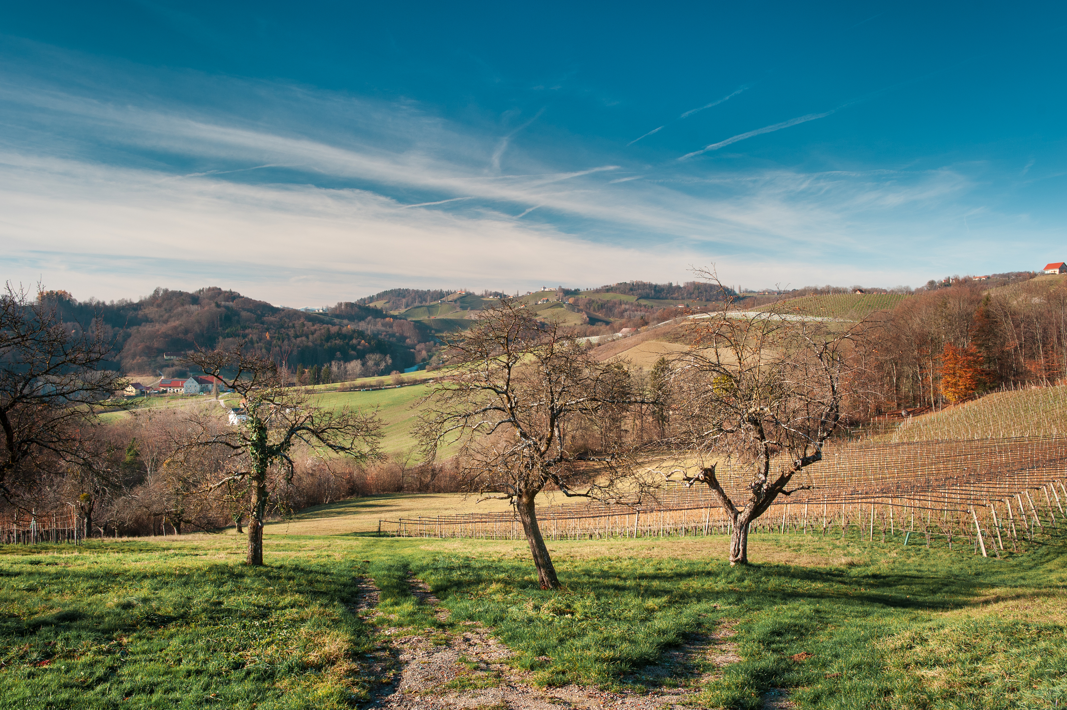 солнце небо горы деревья виноградник трава тропинка, Andrei