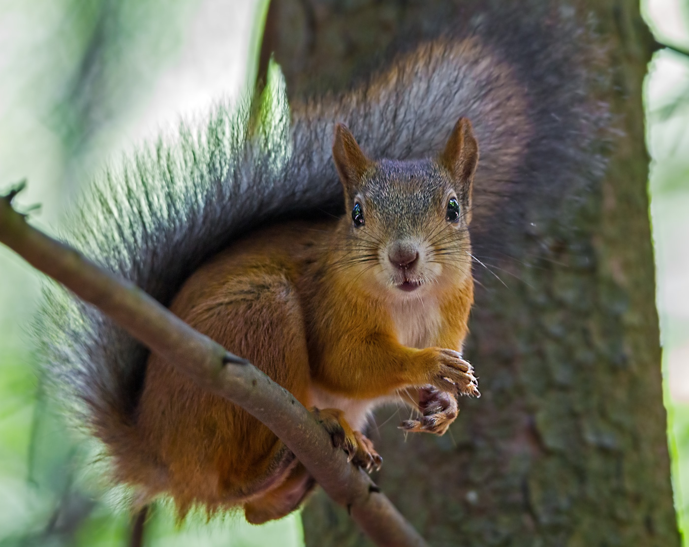 животные, белка, Борис Новиков