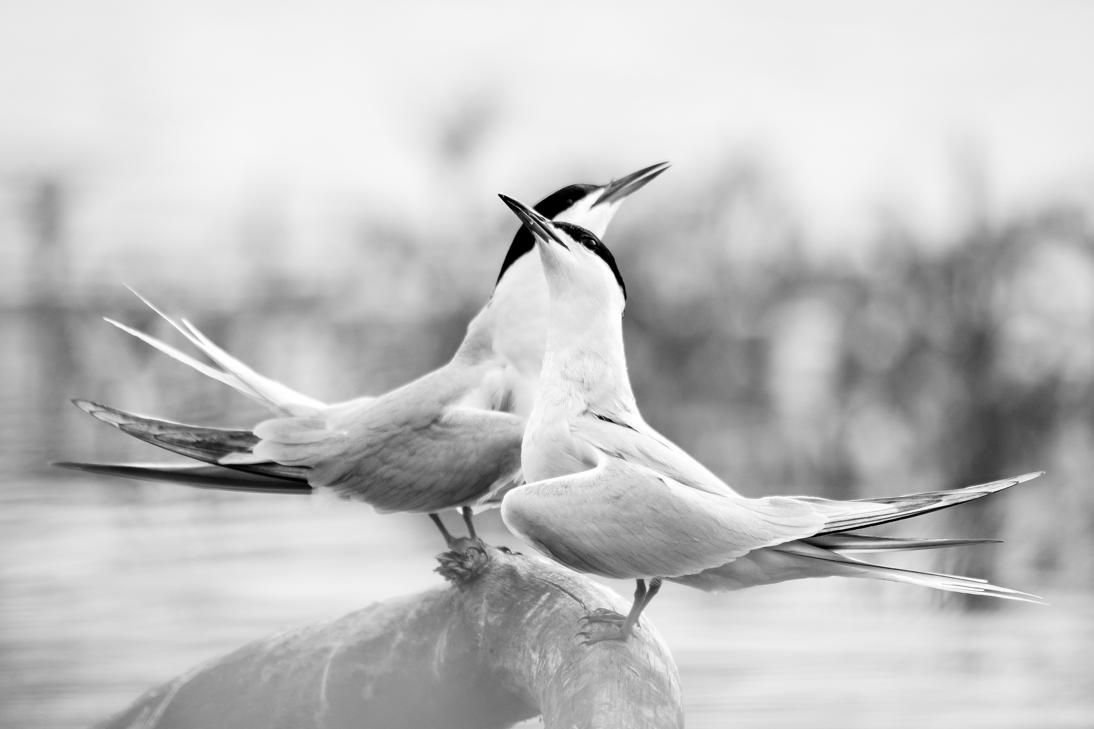 речная крачка, забота, подарок, брачные игры, Соварцева Ксения