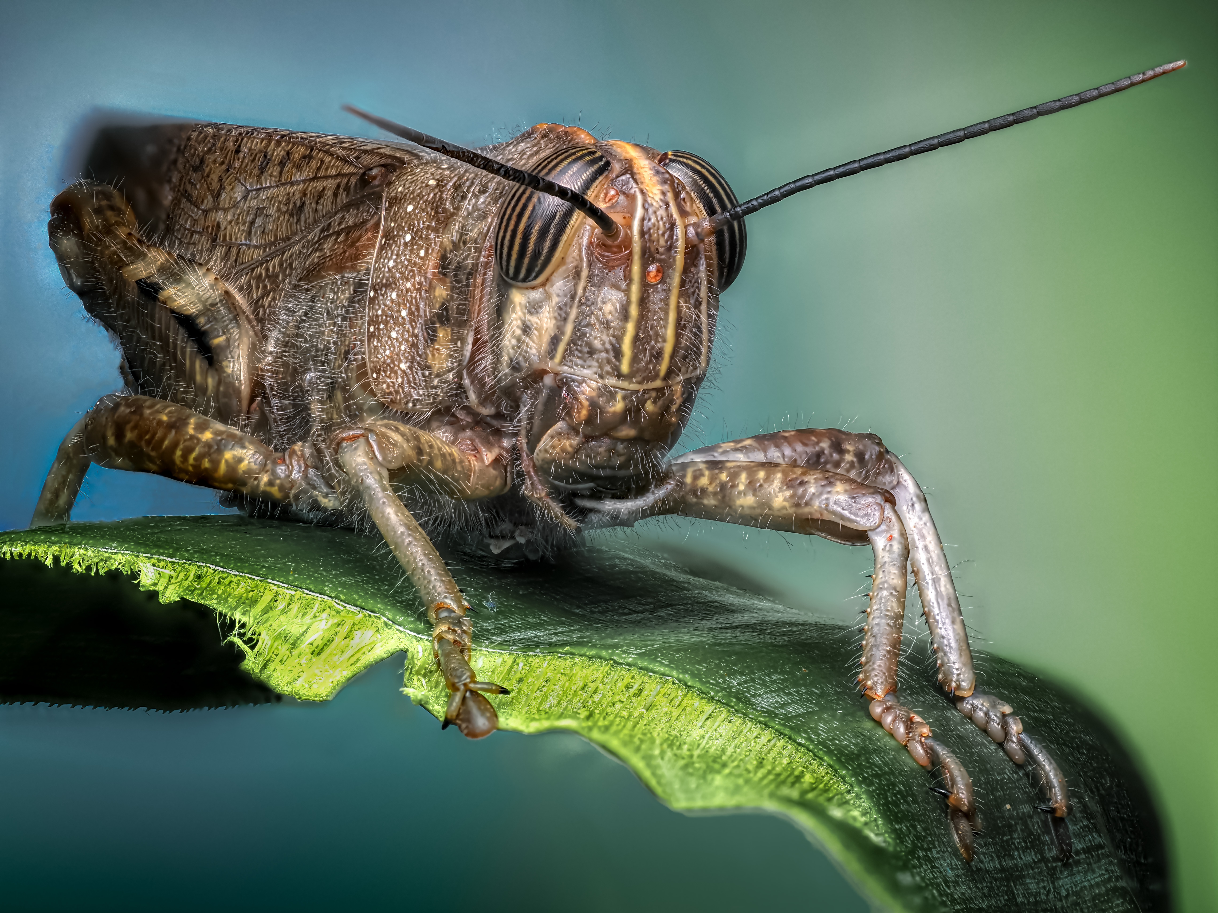 , Олег Савицкий