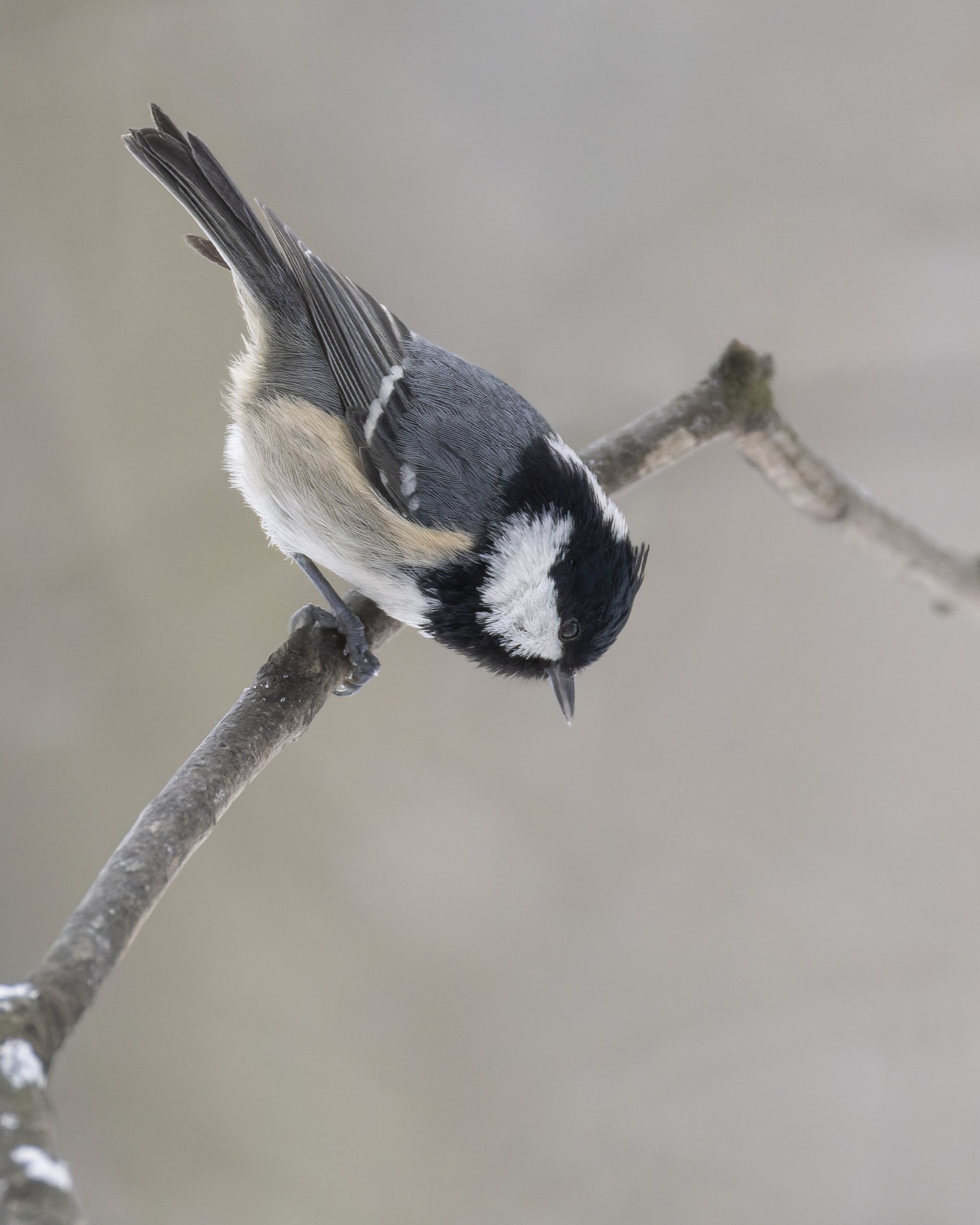 московка, синица, птицы, Ruslan Pl