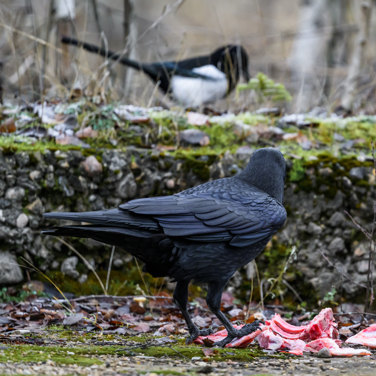 , Велин Александр