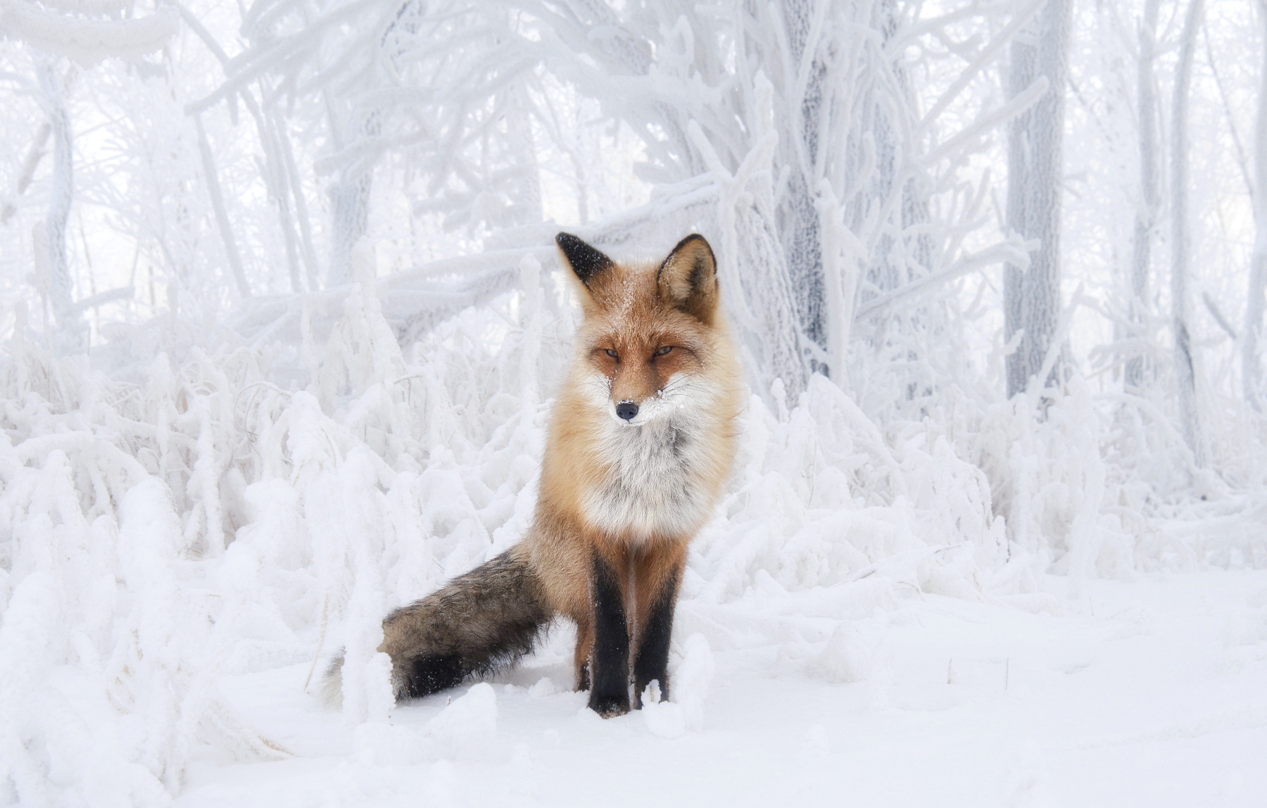 лиса, зима, снег, сибирь, Марина Фомина