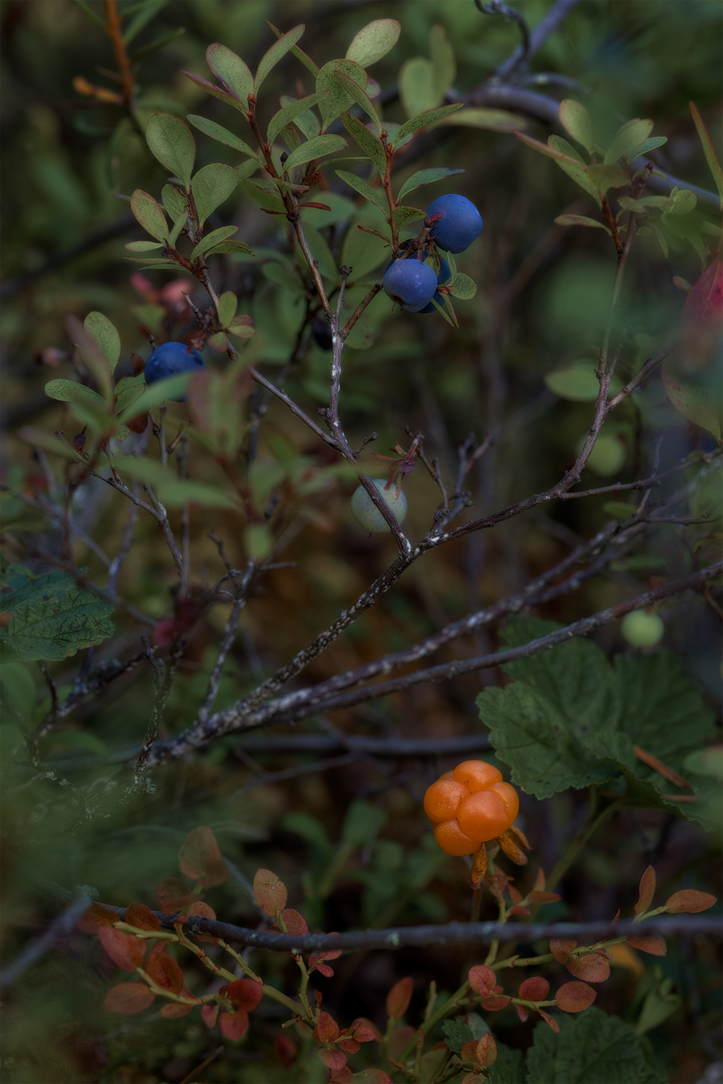 , Елена Михайлова