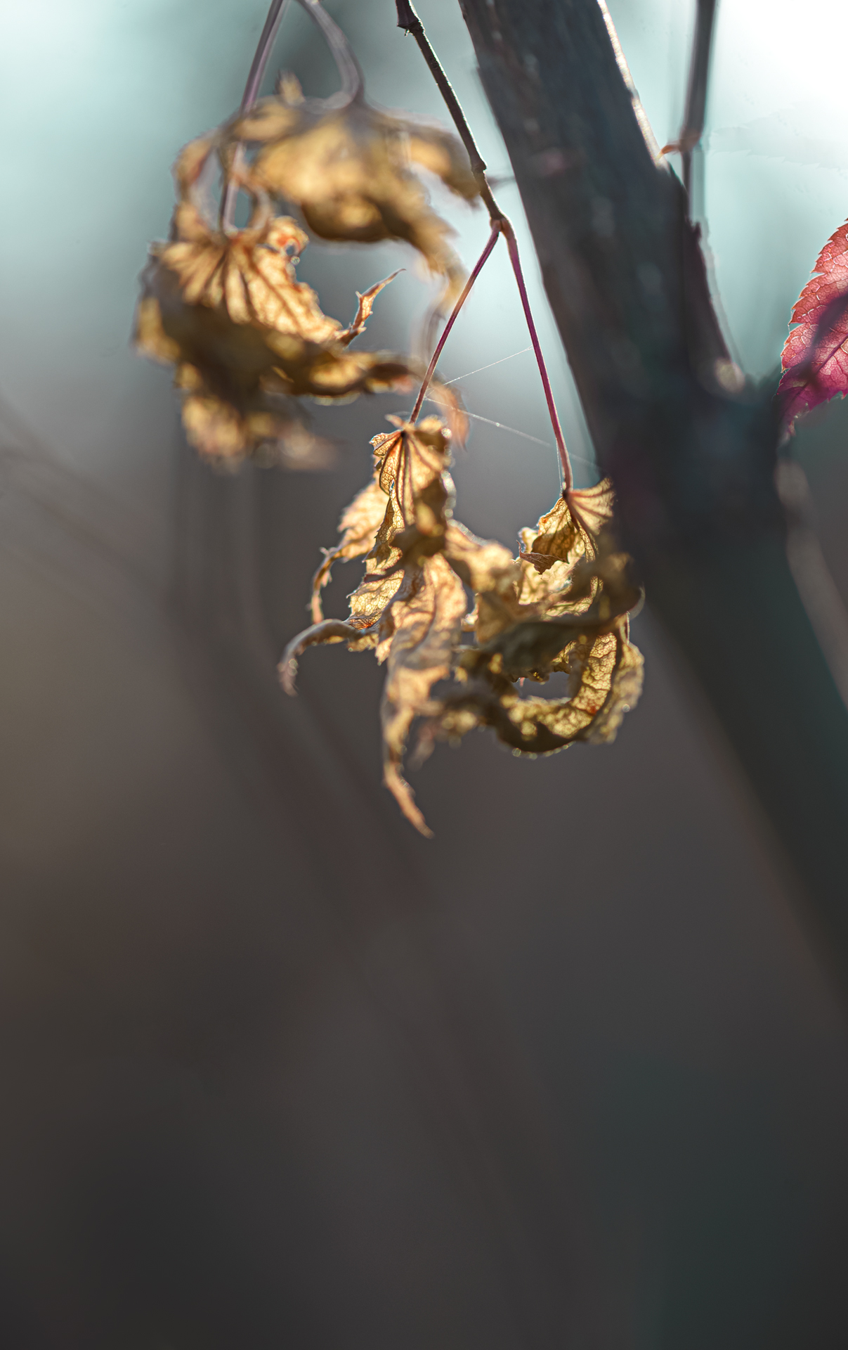 , Неля Рачкова